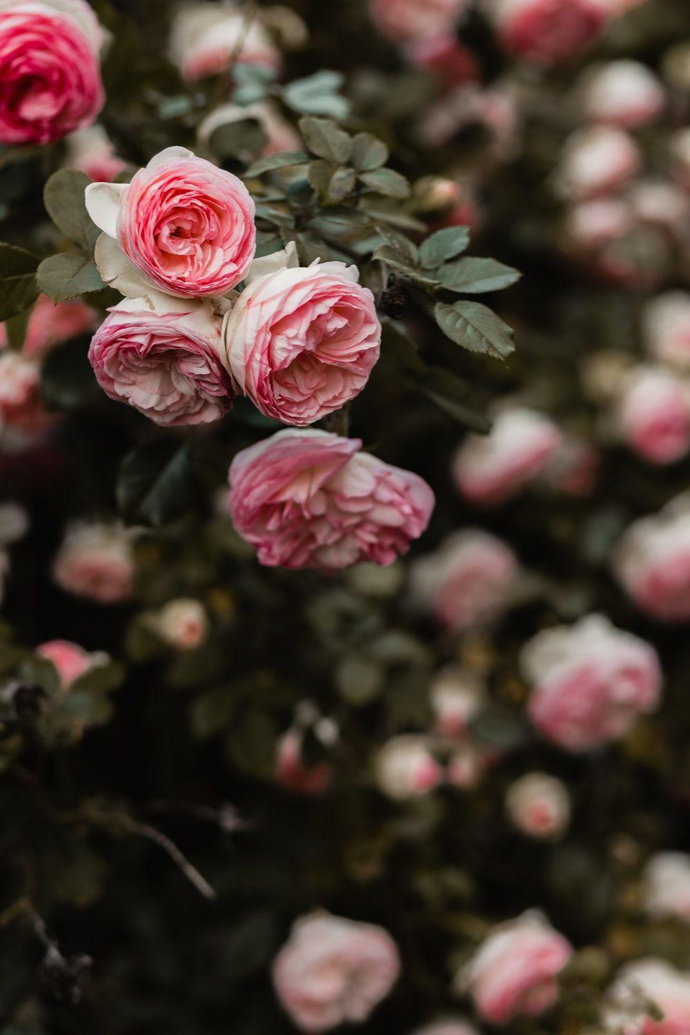 1000x1500 Coral Flower Picture. Download Free Image