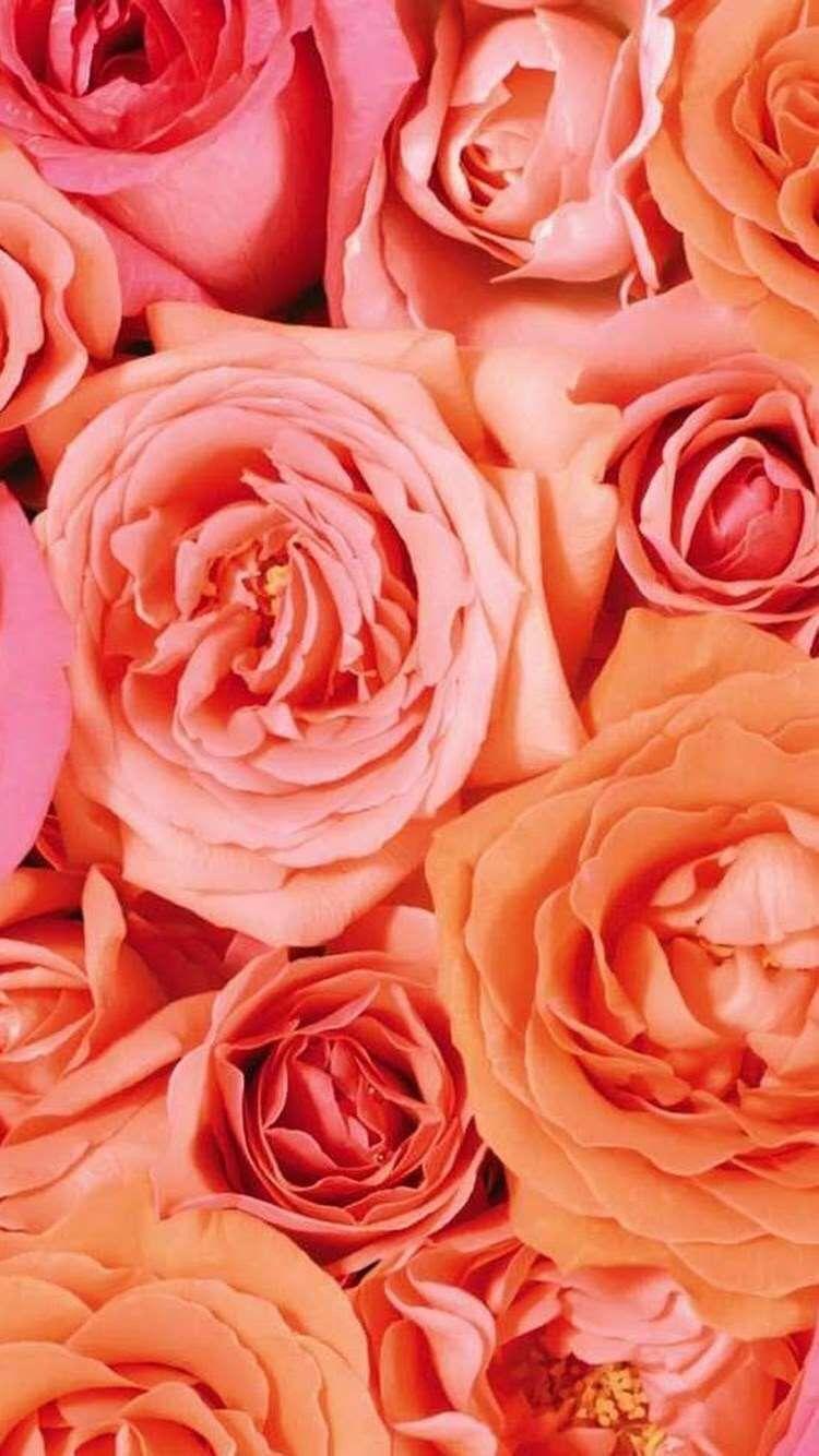 750x1334 Background & Wallpaper. Rose wallpaper, Beautiful flowers, Flowers