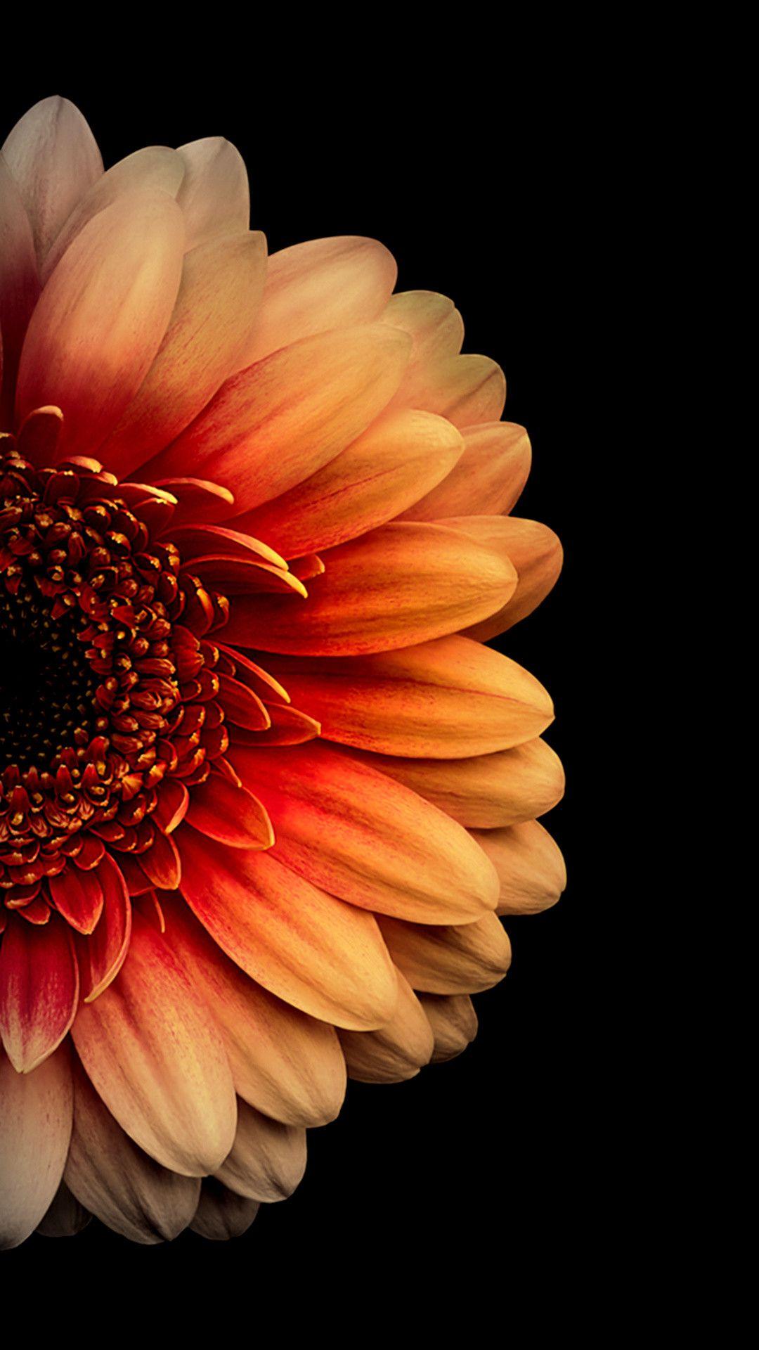 1080x1920 iPhone Orange Floral Wallpaper