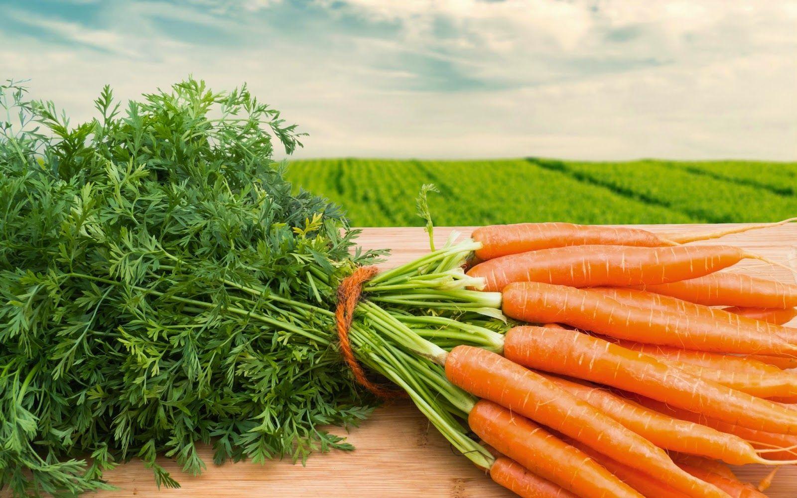 Carrot Farm Wallpapers  Top Free Carrot Farm Backgrounds  WallpaperAccess