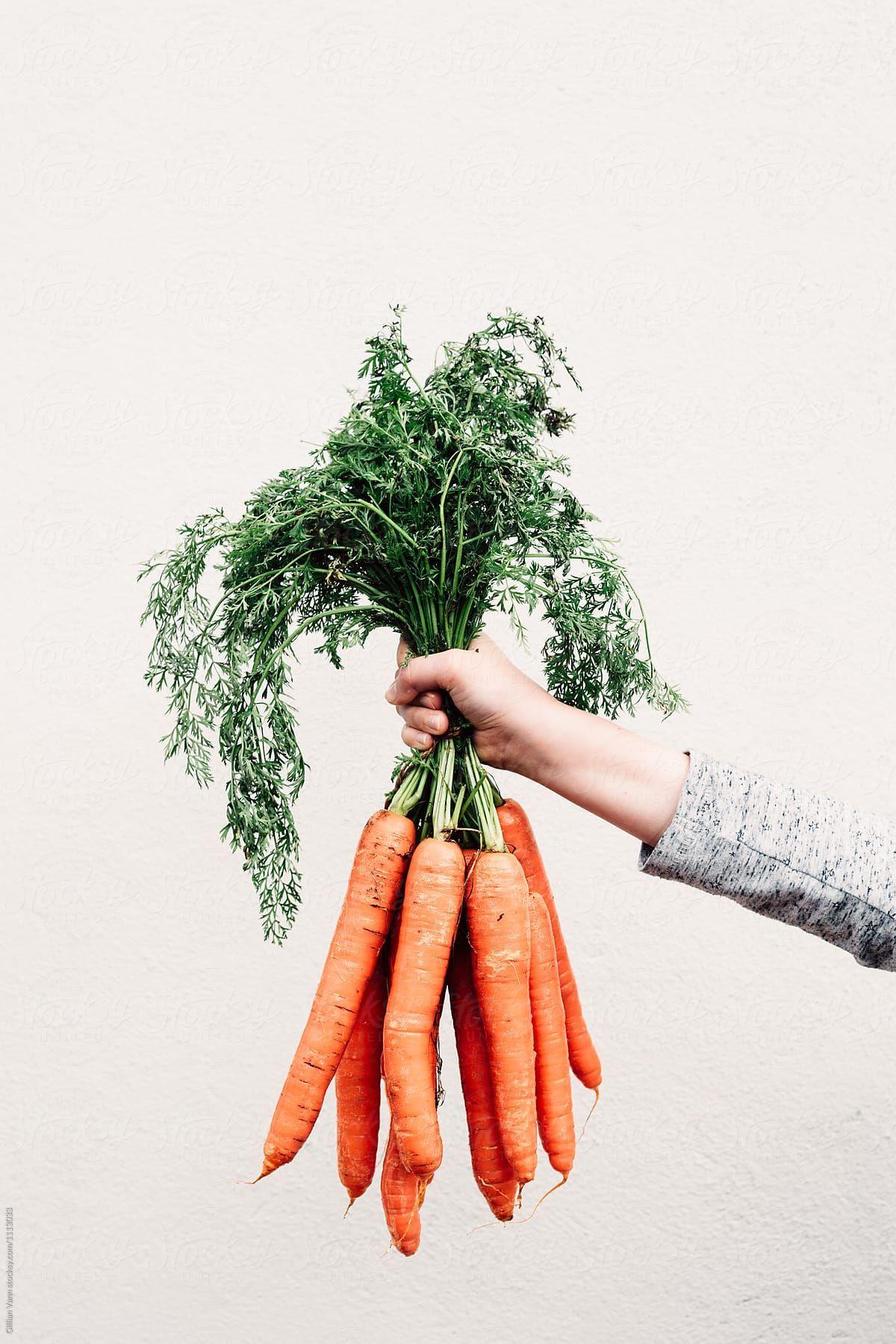 1200x1799 Hand Holding A Bunch Of Fresh Carrots Against A Blank Wall. Stocksy United. Hand held food, Carrots, Hand photography