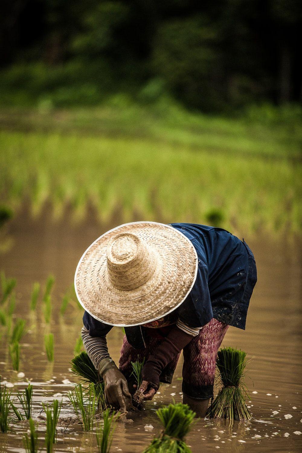 1000x1500 Farmer Image. Download Free Picture