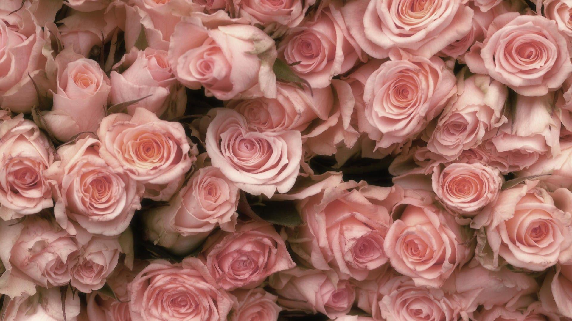 1920x1080 Pale Pink Rose Desktop Wallpaper