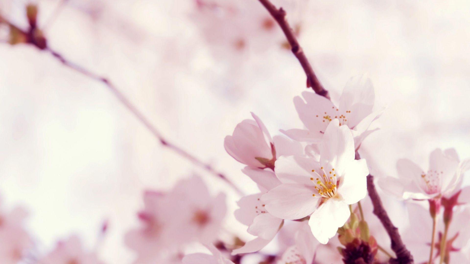 1920x1080 Free download Light Pink Flower Wallpaper [2560x1600] for your Desktop, Mobile & Tablet. Explore Light Pink Flower Wallpaper. Pink Wallpaper, Blue Flower Wallpaper, Pink Rose Wallpaper