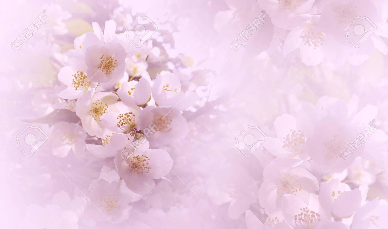 Light Pink Floral Wallpapers - Top Free Light Pink Floral Backgrounds ...