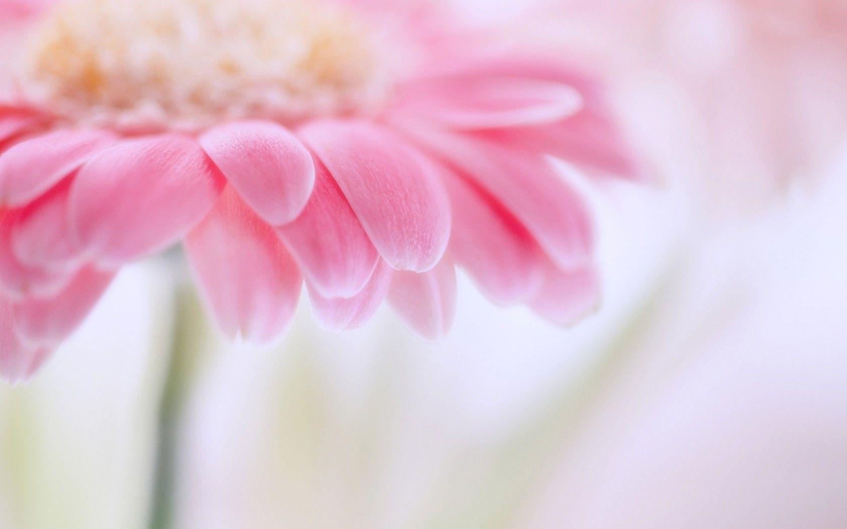 1680x1050 Free Pink Flower, Download Free Clip Art, Free Clip Art on Clipart Library