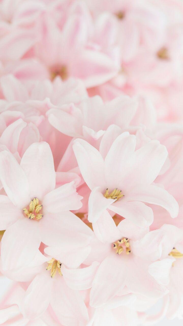 Light Pink Flower Wallpaper