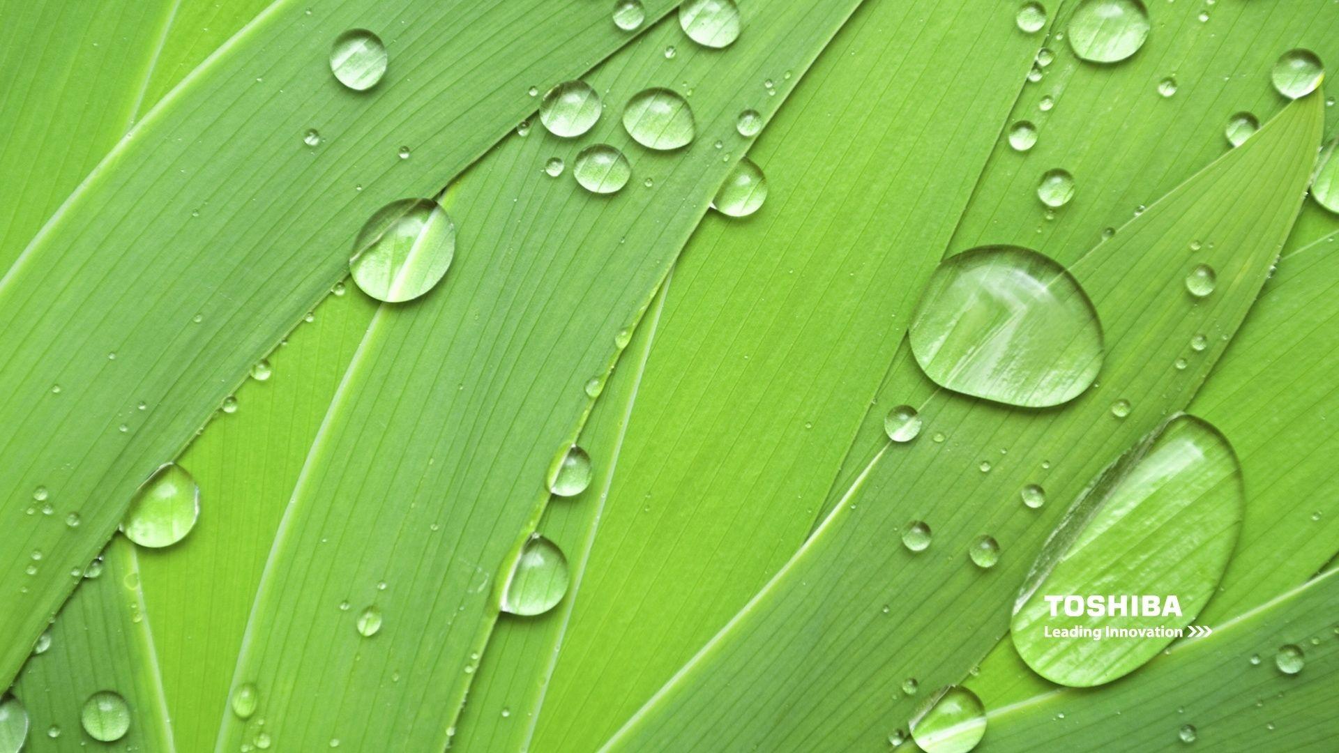 1920x1080 Toshiba natural green HD Wallpaper