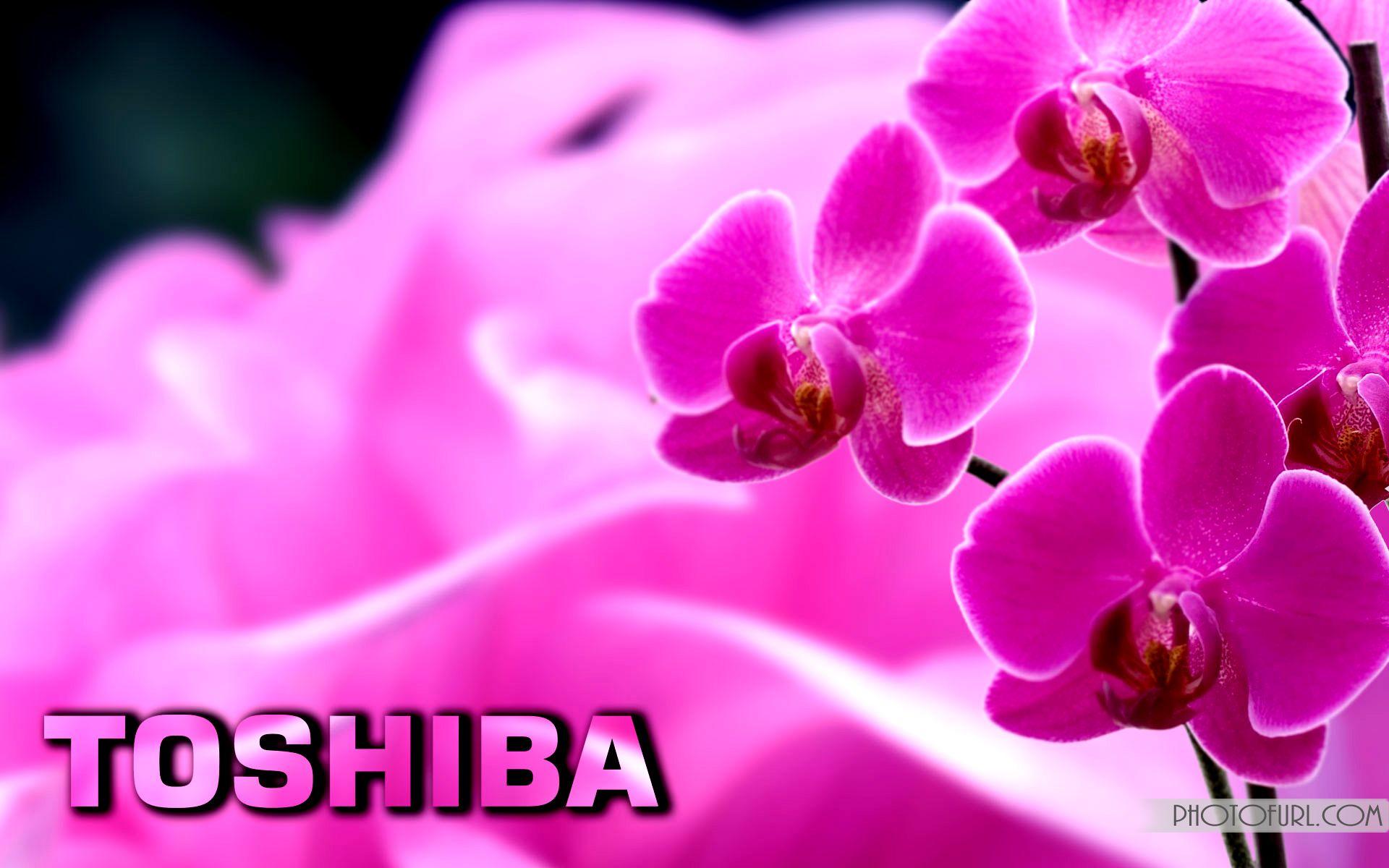 1920x1200 Free Toshiba Laptop Desktop Wallpaper Nature, Animated Mix Photo