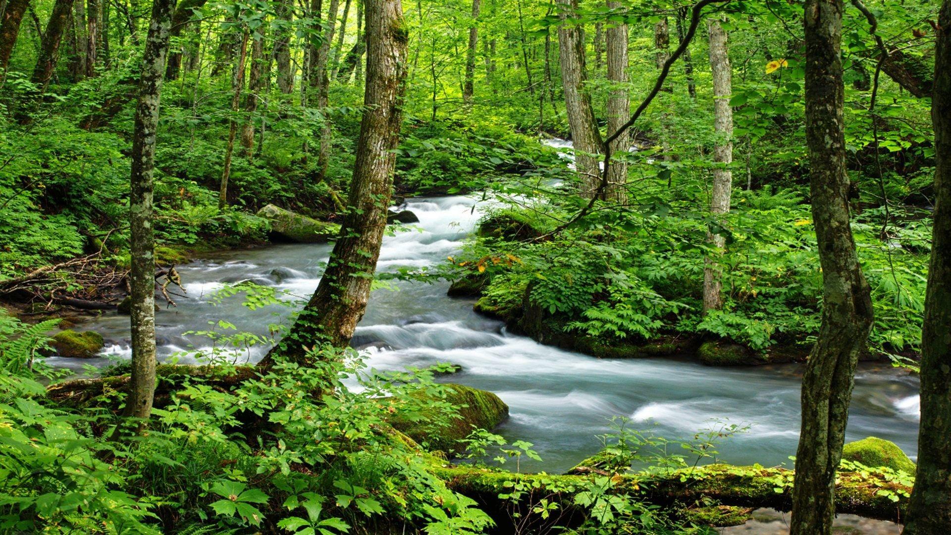 1920x1080 Â×768 Screen Natural Pic HD Wallpaper & Background Download