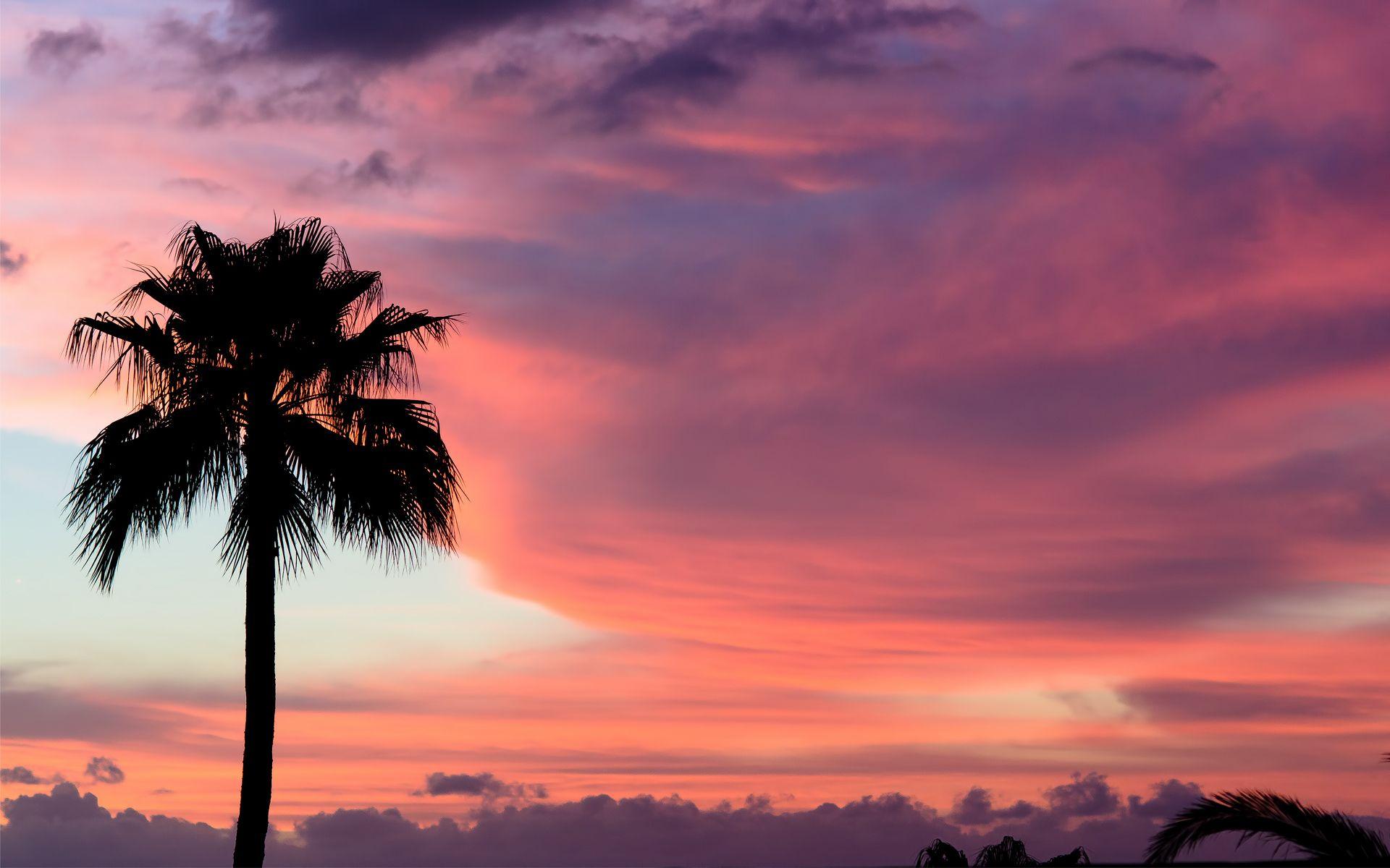 1920x1200 Desktop Palm Tree HD Wallpaper