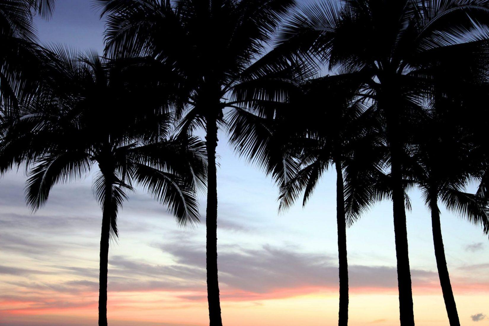 1650x1101 Desktop Background Palm Trees