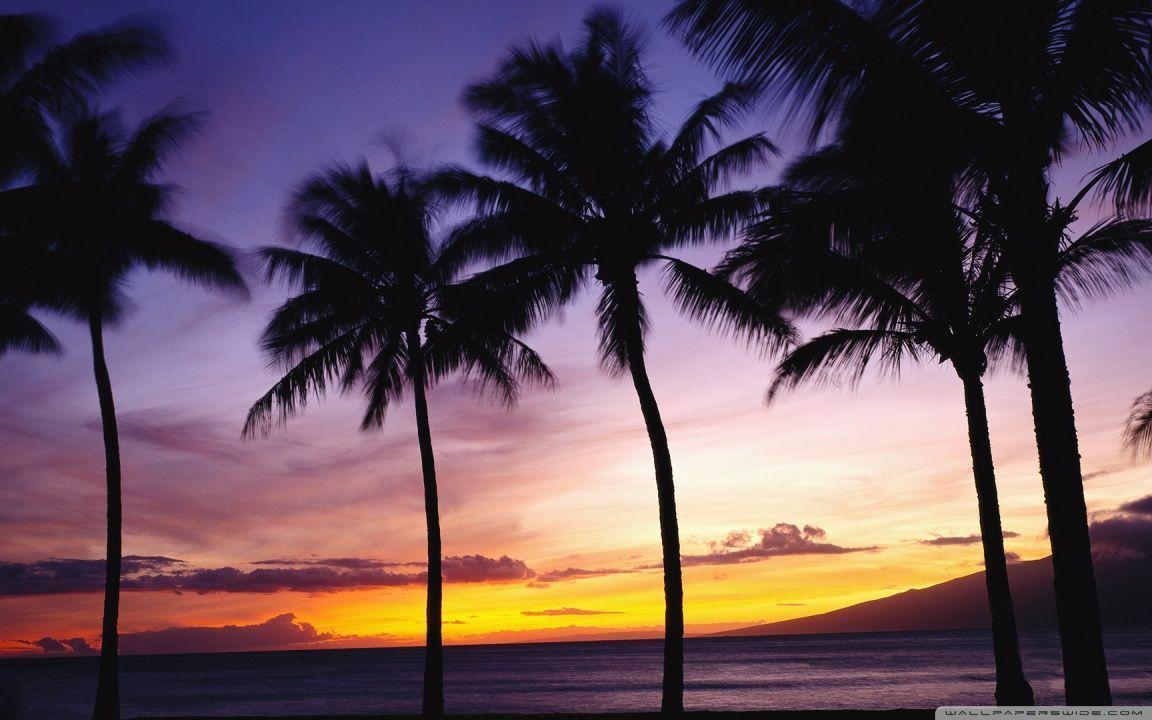 1152x720 Palm Tree Desktop Wallpaper