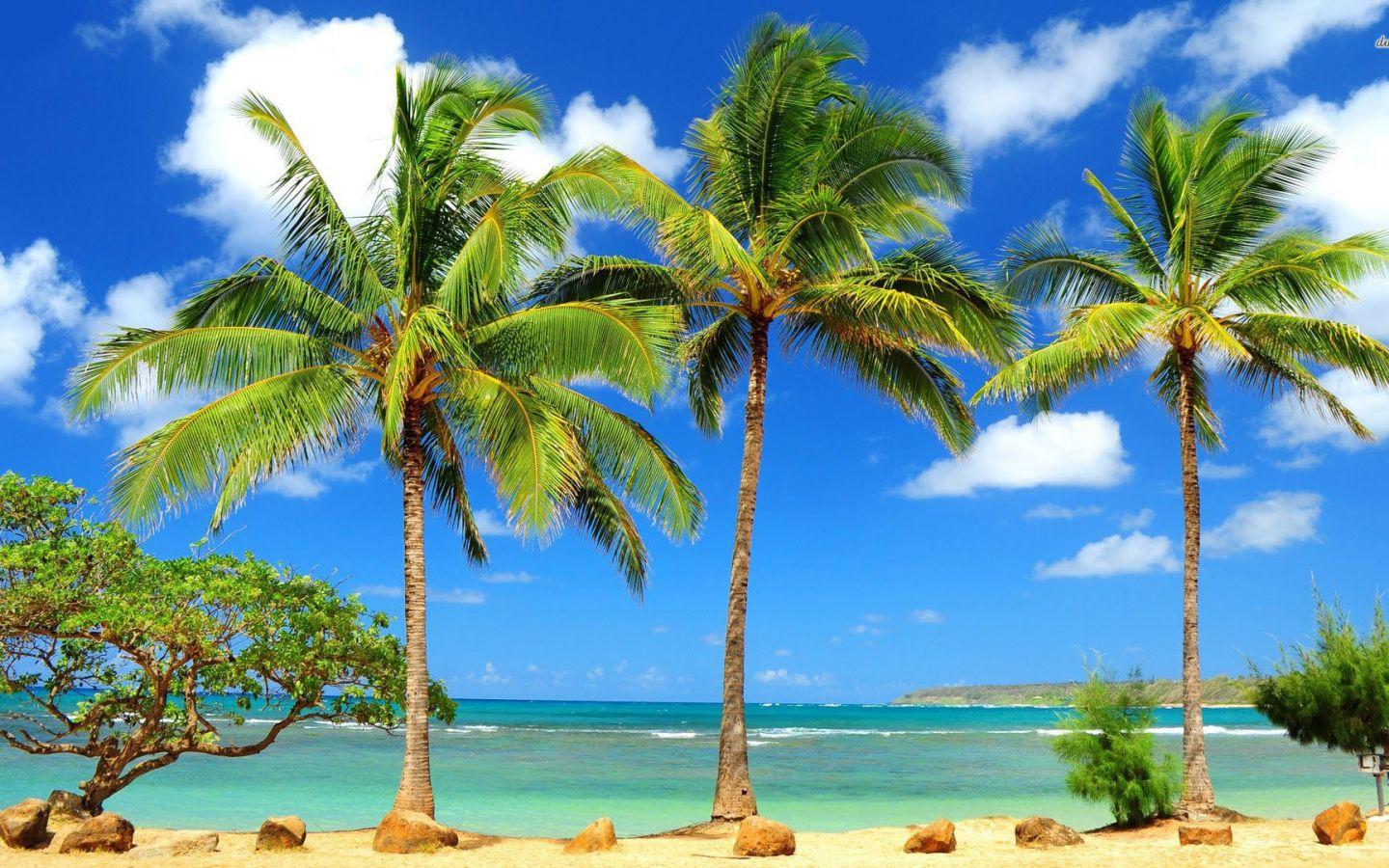 1440x900 Free download palm trees Desktop Background for HD Wallpaper wall artcom [1920x1080] for your Desktop, Mobile & Tablet. Explore Palm Tree Computer Wallpaper. Palm Tree Beaches Wallpaper