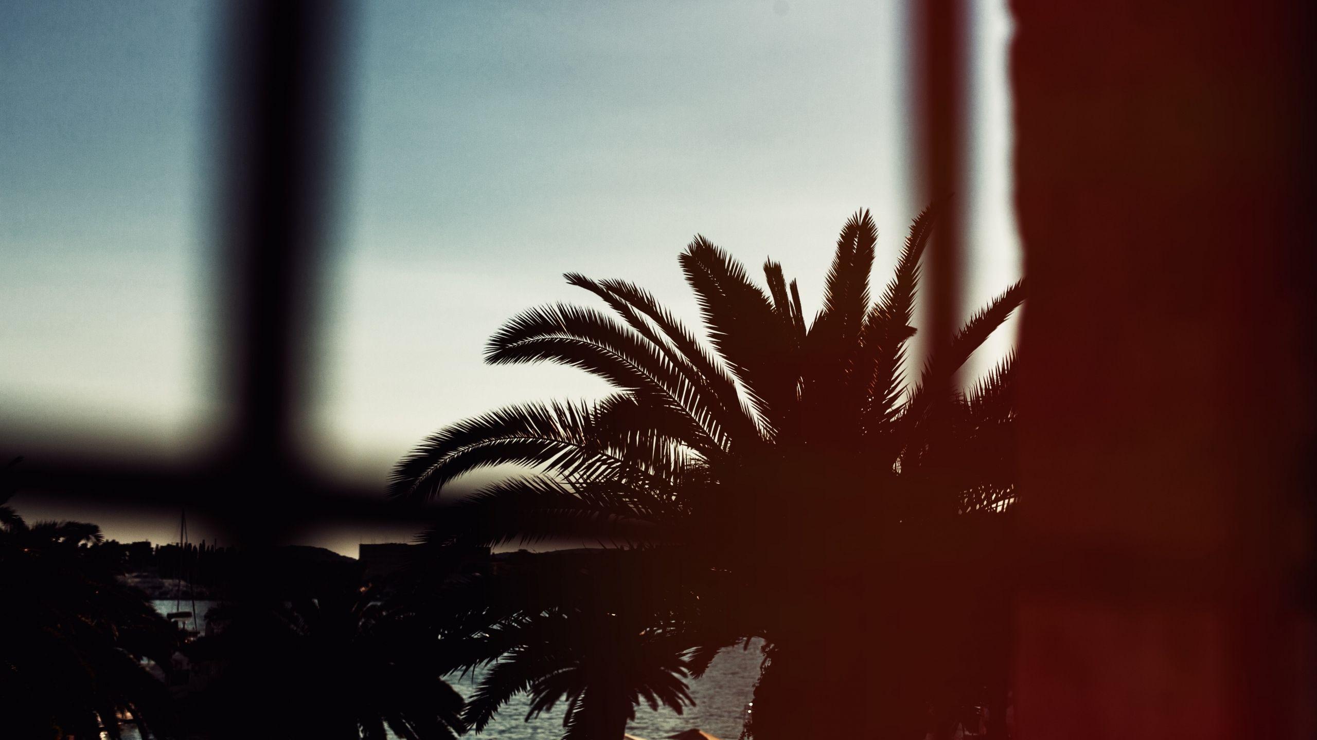 2560x1440 Palm Tree Night desktop PC and Mac wallpaper