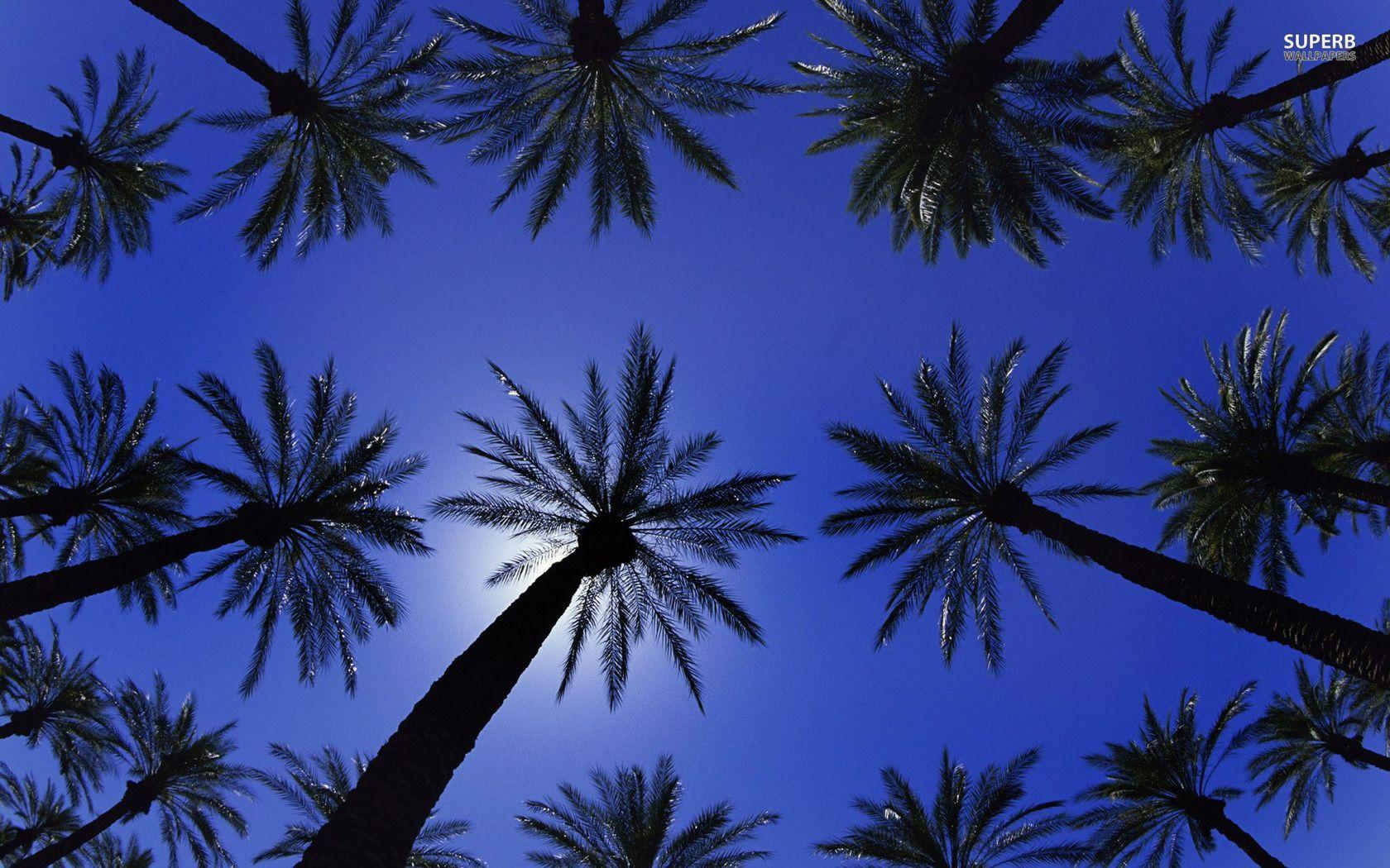 1680x1050 Palm Trees Wallpaper HD Wallpaper