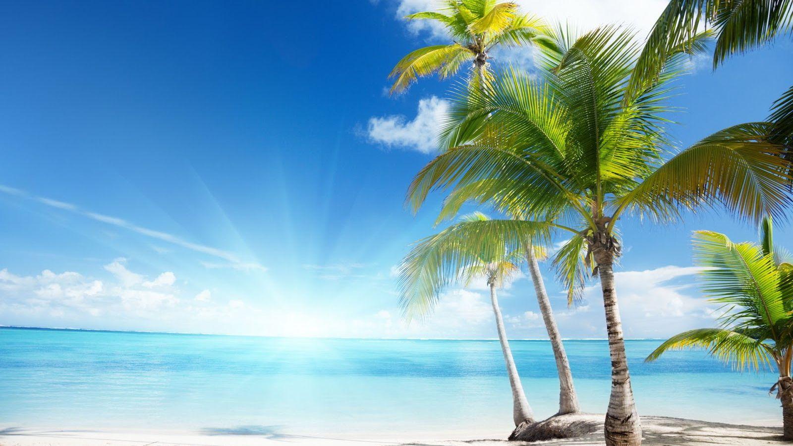 1600x900 Free download High Definition Wallpaper for Desktop [1600x1000] for your Desktop, Mobile & Tablet. Explore Palm Tree Computer Wallpaper. Palm Tree Beaches Wallpaper