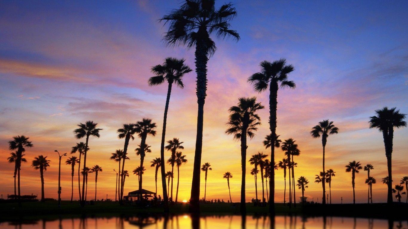1366x768 Palm Tree Computer Wallpaper