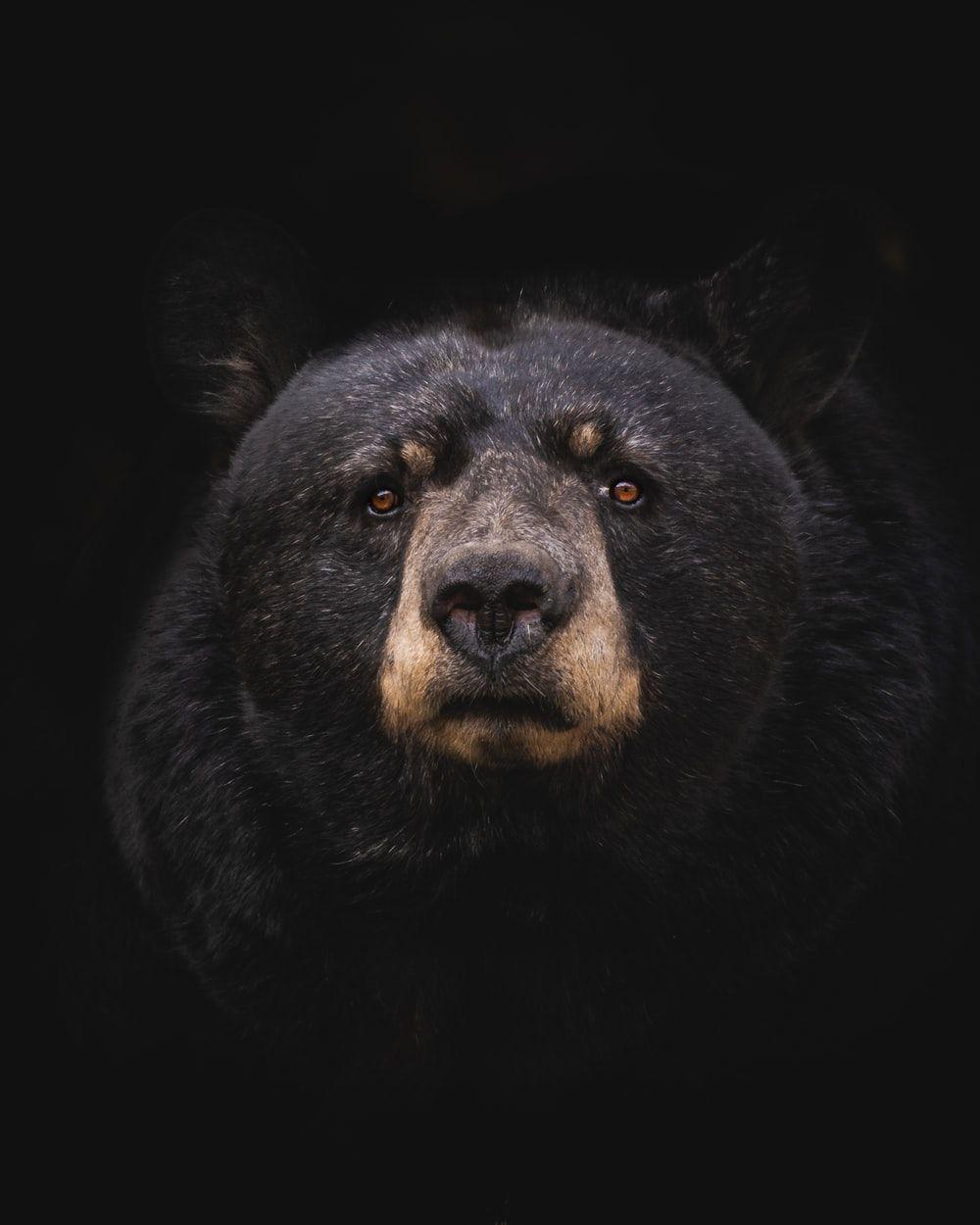 1000x1250 Bear Picture [HD]. Download Free Image