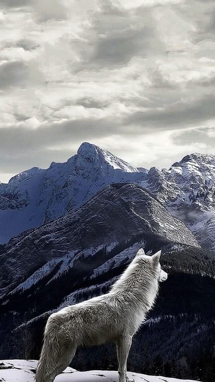 704x1252 Wolf Art IPhone Wallpaper Wallpaper.pro