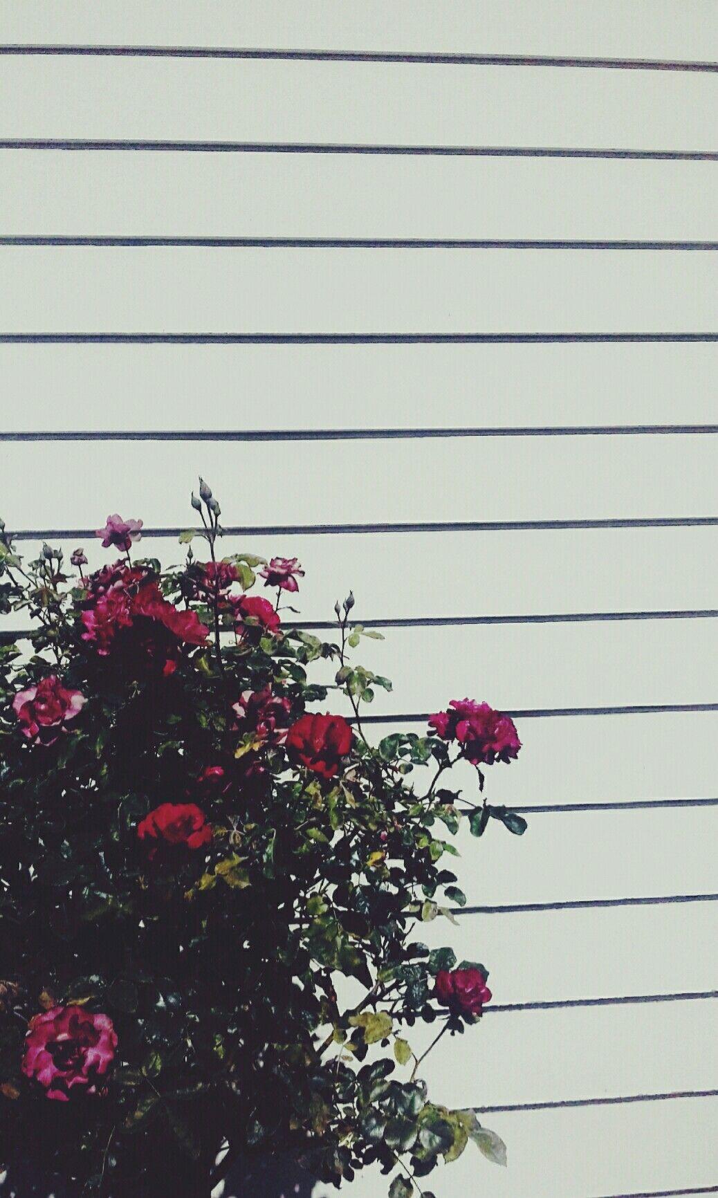 1038x1732 Aesthetic Grunge iPhone Wallpaper .