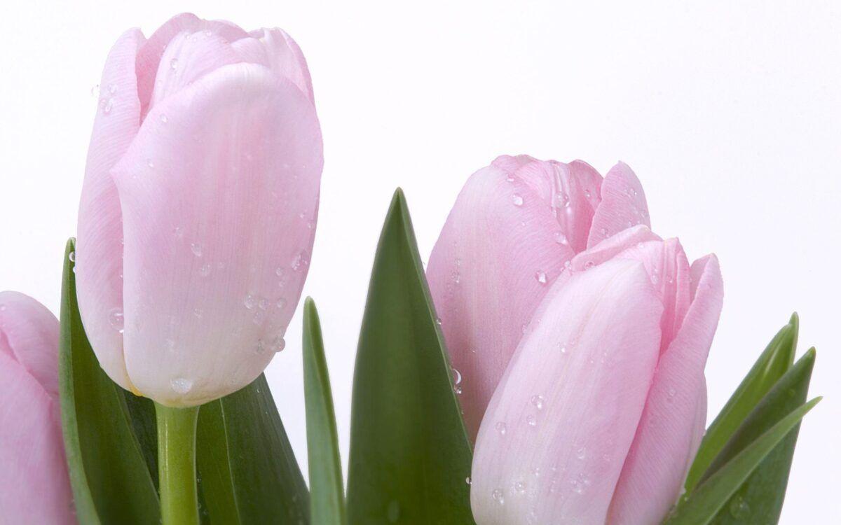 1200x750 Fresh, Pink, Tulips, Flower Wallpaper, Nature Image, Plants, HD Flowers, Organic, Natural Picture, Download Nature Wallpaper, Fields, 2406x1504