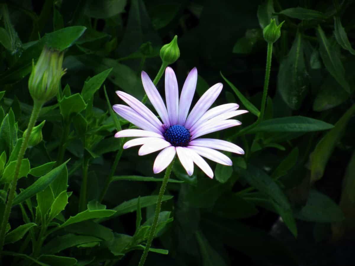 1200x900 Gorgeous Flower Wallpaper You Will Fall in Love With. Flowers, Organic gardening, Beautiful flowers wallpaper