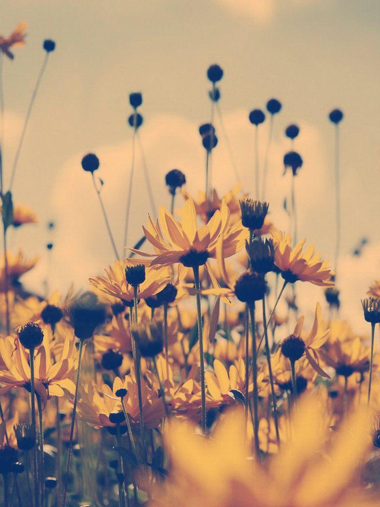 768x1024 Free download HD Nature Wallpaper Grass Flowers Organic Landscape [1680x1029] for your Desktop, Mobile & Tablet. Explore Nature Background For Mac. Free Desktop Wallpaper for Mac, Free Wallpaper Downloads for Mac