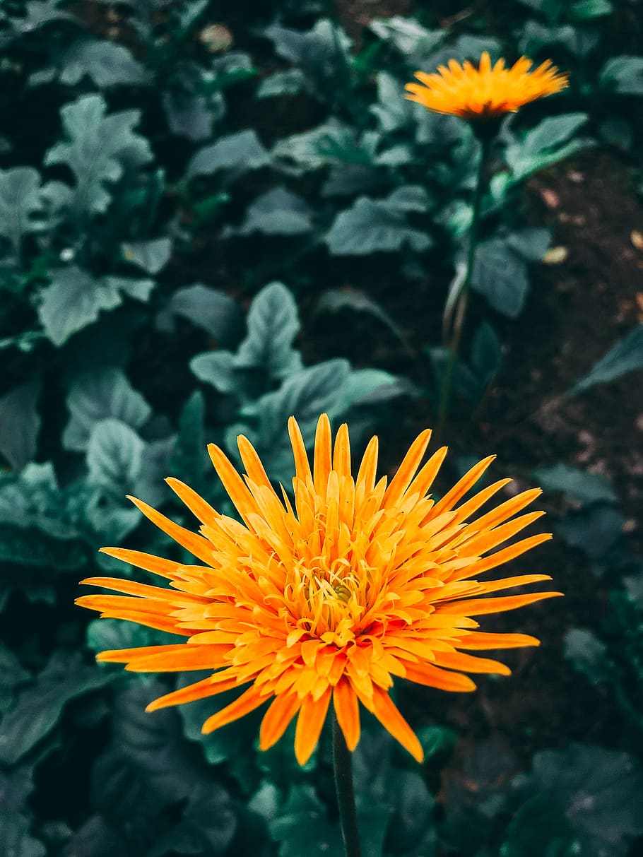 910x1213 iPhone HD Wallpaper 1080p Flower