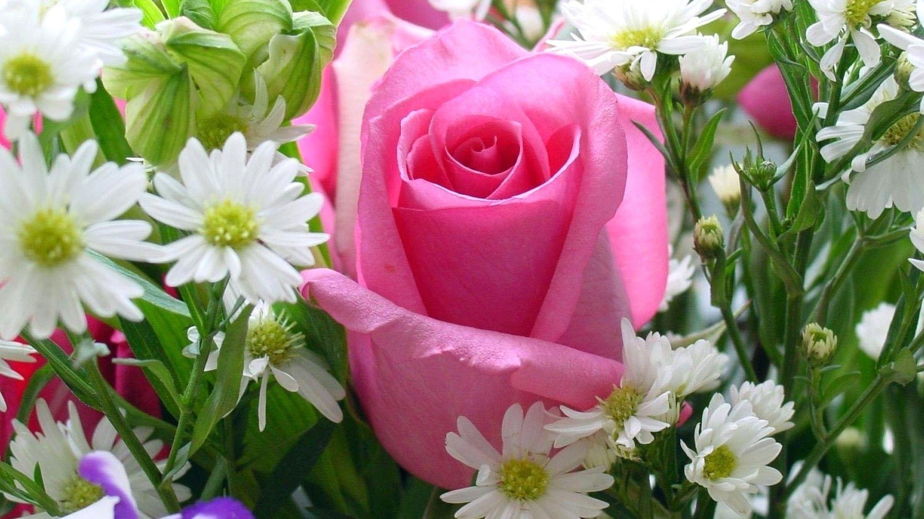 1805x1015 Pink, Rose, Flowers, Flower Wallpaper, Nature Image, Plants, HD Flowers, Organic, Natural Picture, Download Nature Wallpaper, Fields, 1805x1015