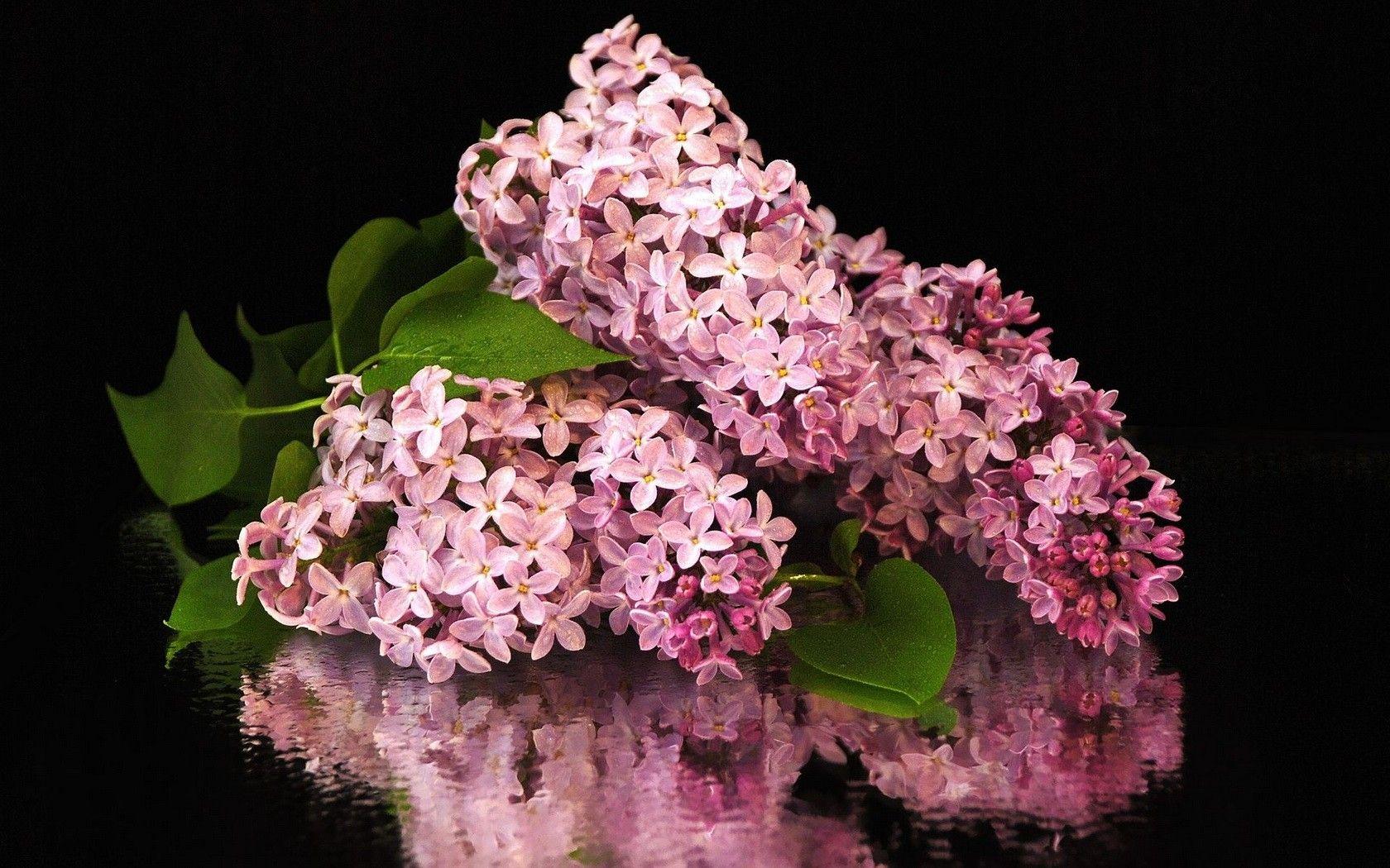 1680x1050 Free download Organic LifeBeautiful Flower Wallpaper High Quality Flower [1680x1050] for your Desktop, Mobile & Tablet. Explore Floral Wallpaper 1680 x 1050. HD Wallpaper 1680 x 1650 x 1050 Wallpaper, Winter Wallpaper 1680 x 1050
