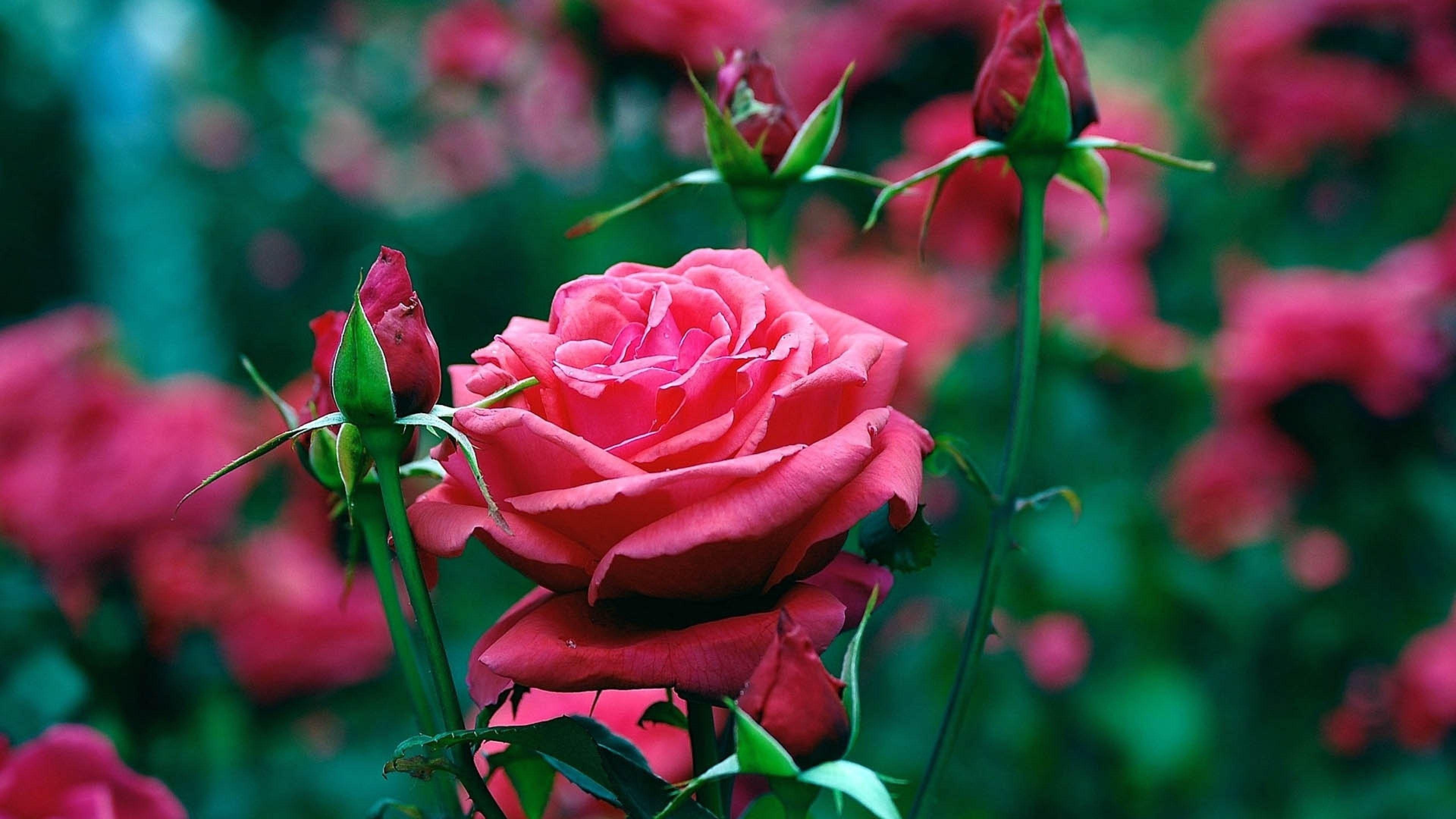 3840x2160 Love Flower Wallpaper background picture