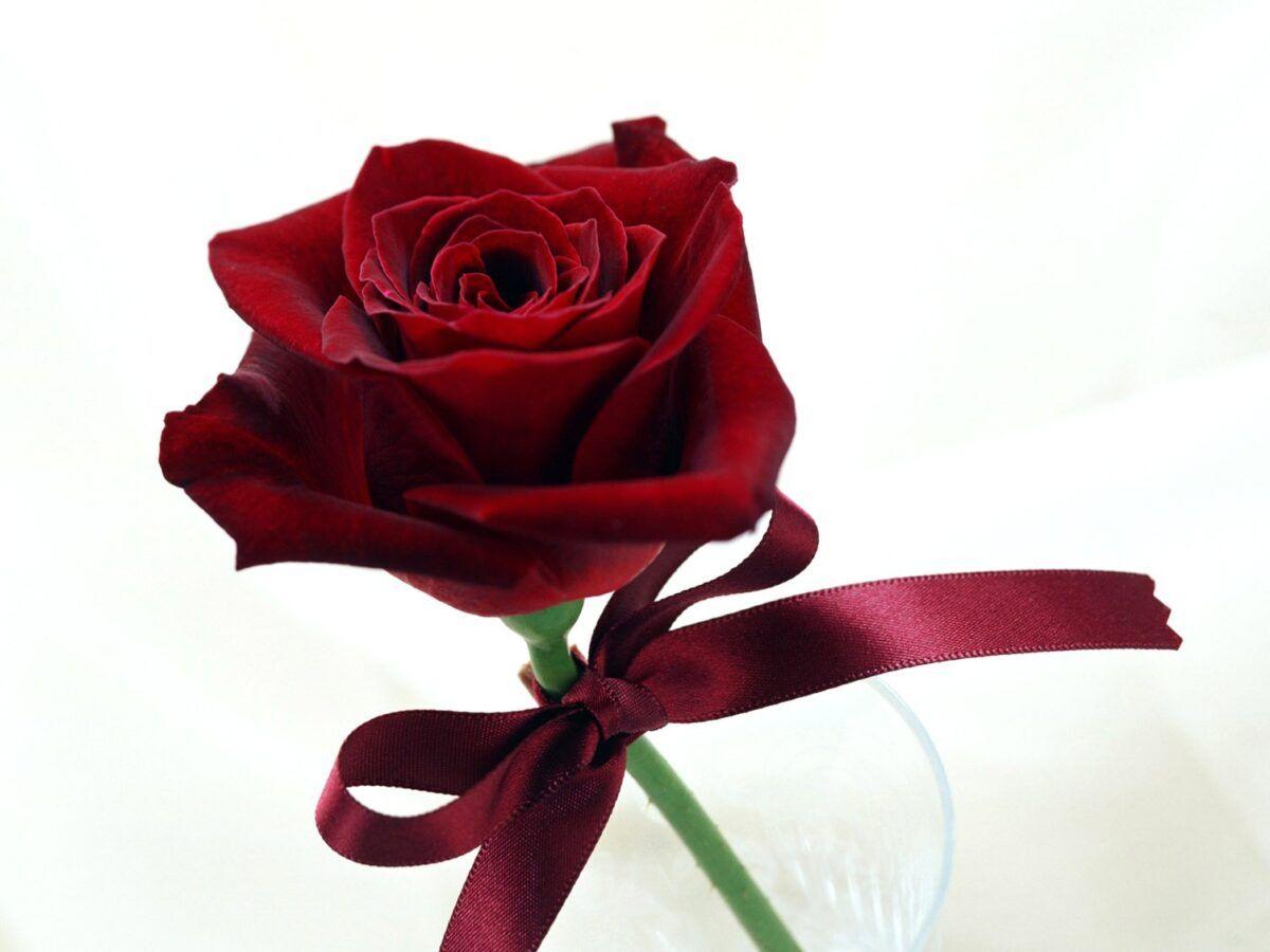 1200x900 Fancy, Red, Rose, Flower Wallpaper, Nature Image, Plants, HD Flowers, Organic, Natural Picture, Download Nature Wallpaper, Fields, 1504x1128
