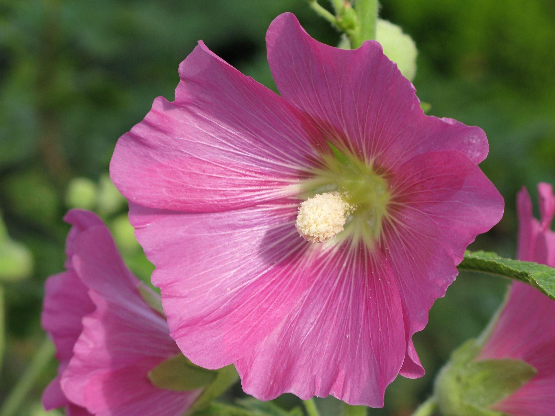 1920x1440 Wallpaper Nature Photography Flower Wallpaper & Background Download