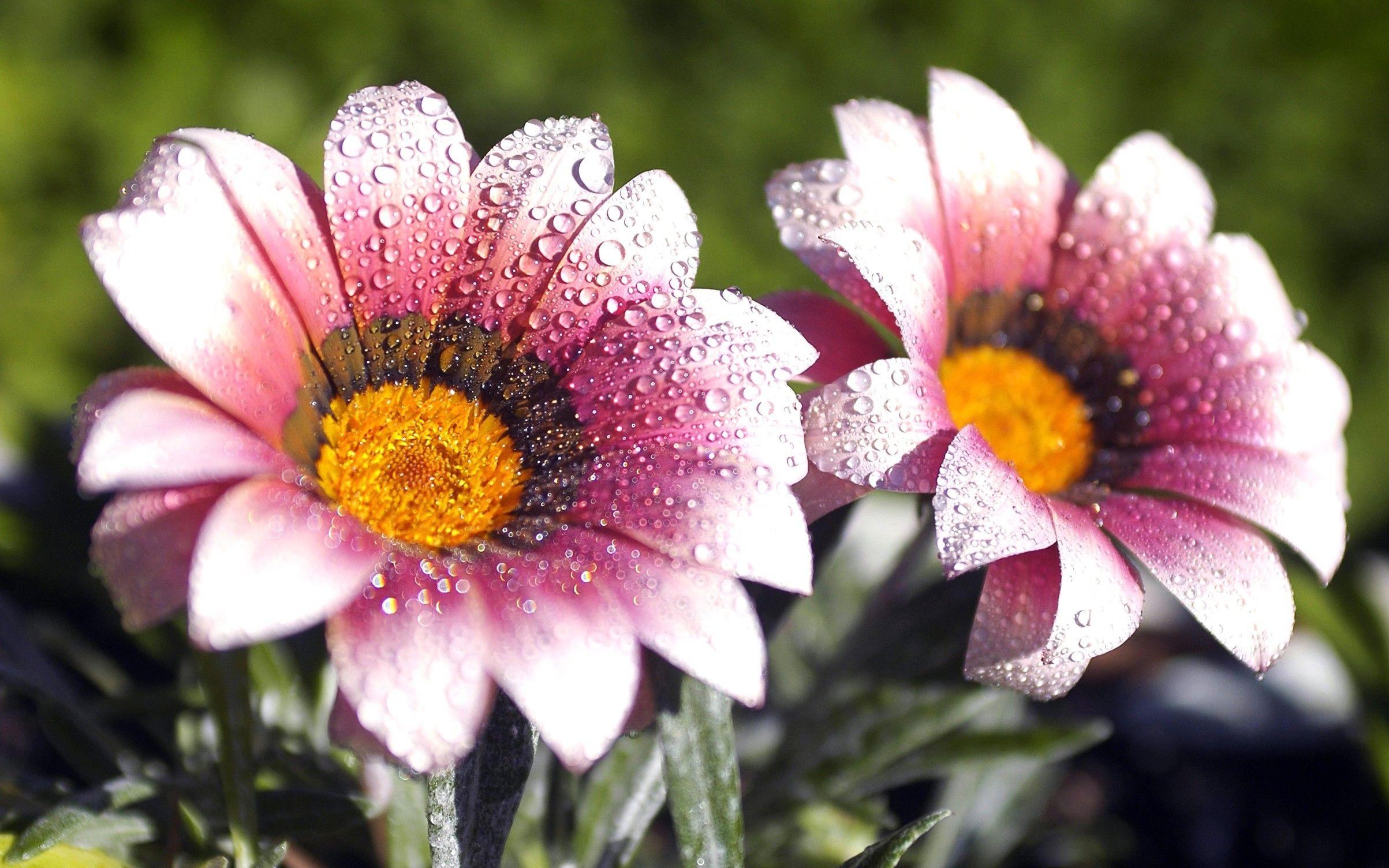 2406x1504 Twin, Flowers, Flower Wallpaper, Nature Image, Plants, HD Flowers, Organic, Natural Picture, Download Nature Wallpaper, Fields, 2406x1504