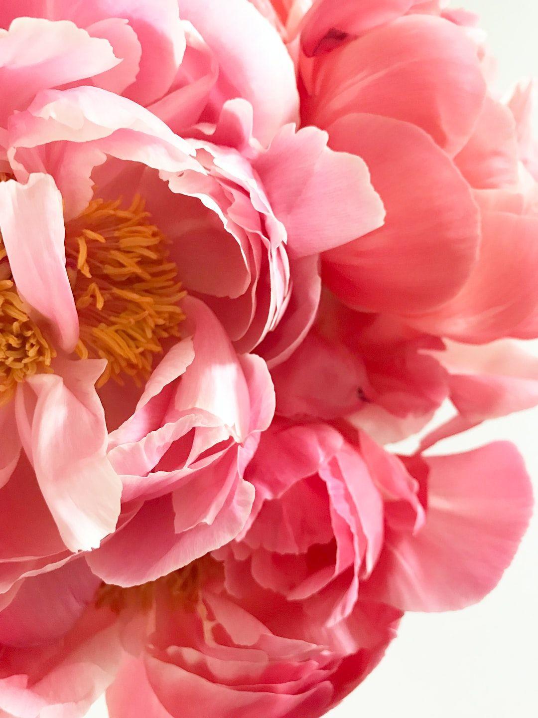 1080x1440 Pink Clustered Petal Flower Photo