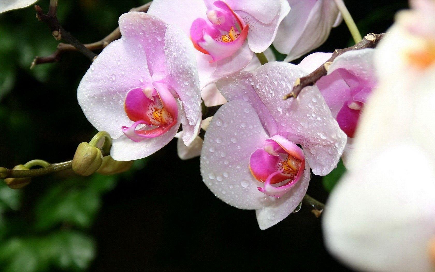 1680x1050 Orchid Desktop Wallpaper