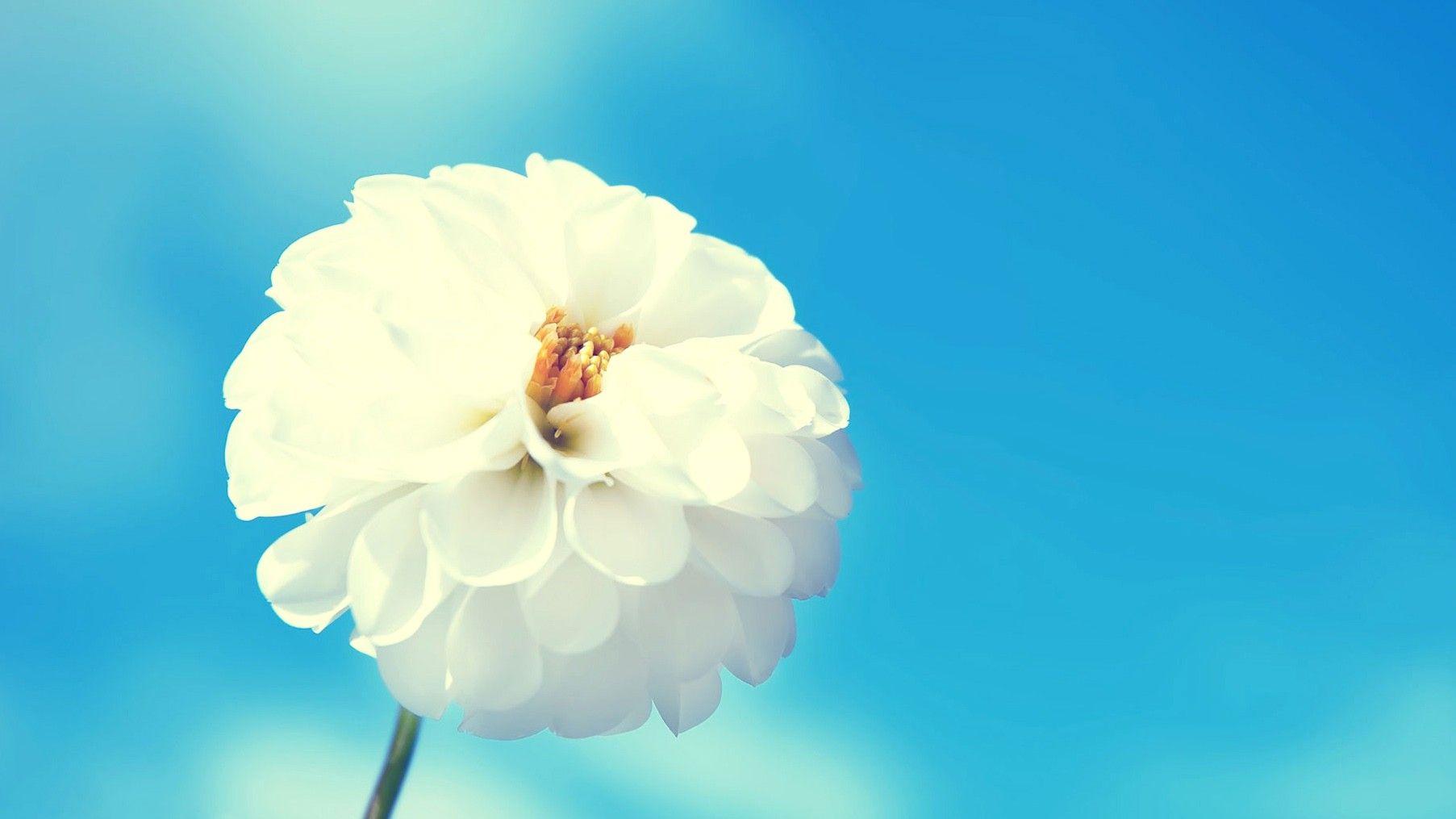 1805x1015 Beautiful, White, Flower, Flower Wallpaper, Nature Image, Plants, HD Flowers, Organic, Download Nature Wallpaper, Fields, Widescreen, 1805x1015