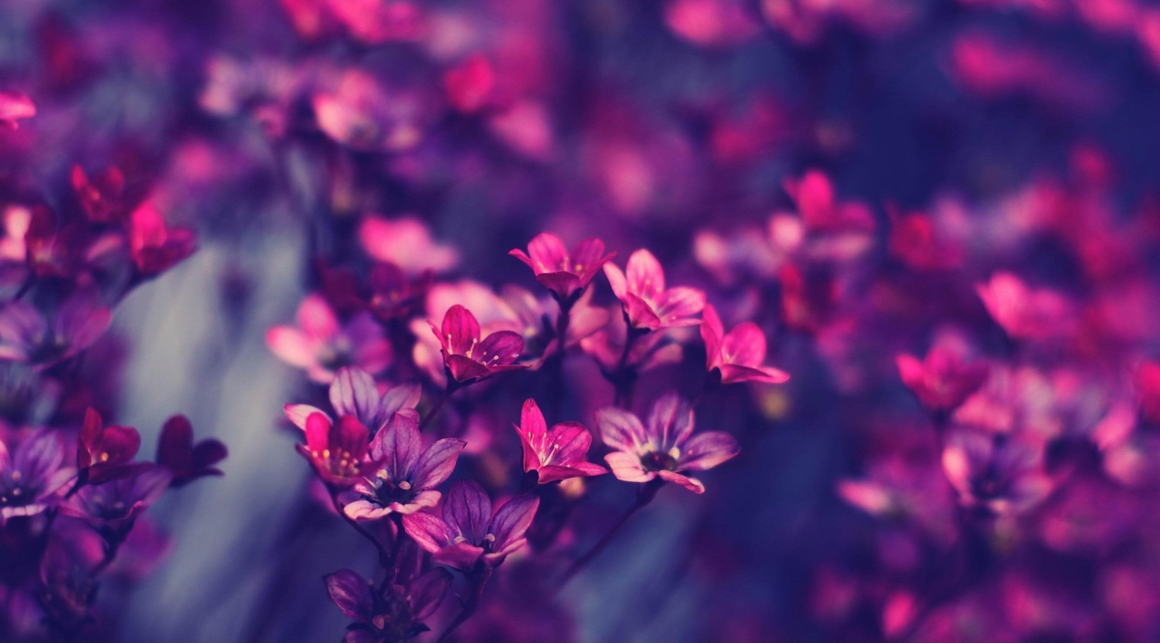 3840x2130 Flower Wallpaper Mac