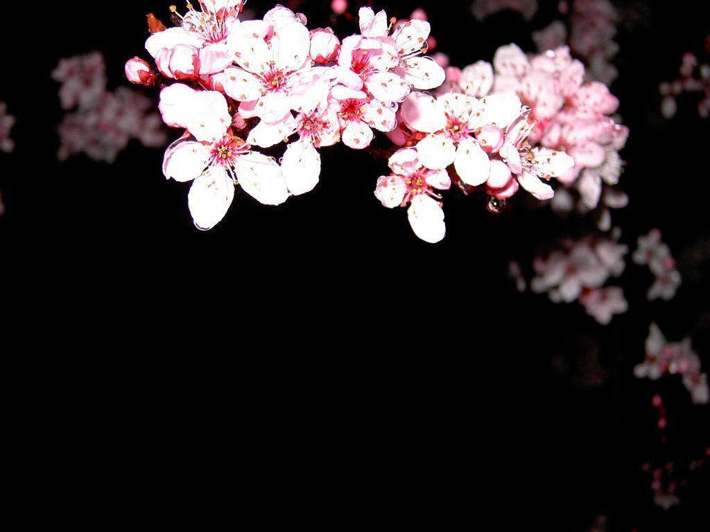 1024x768 Cherry Blossom Desktop Wallpaper