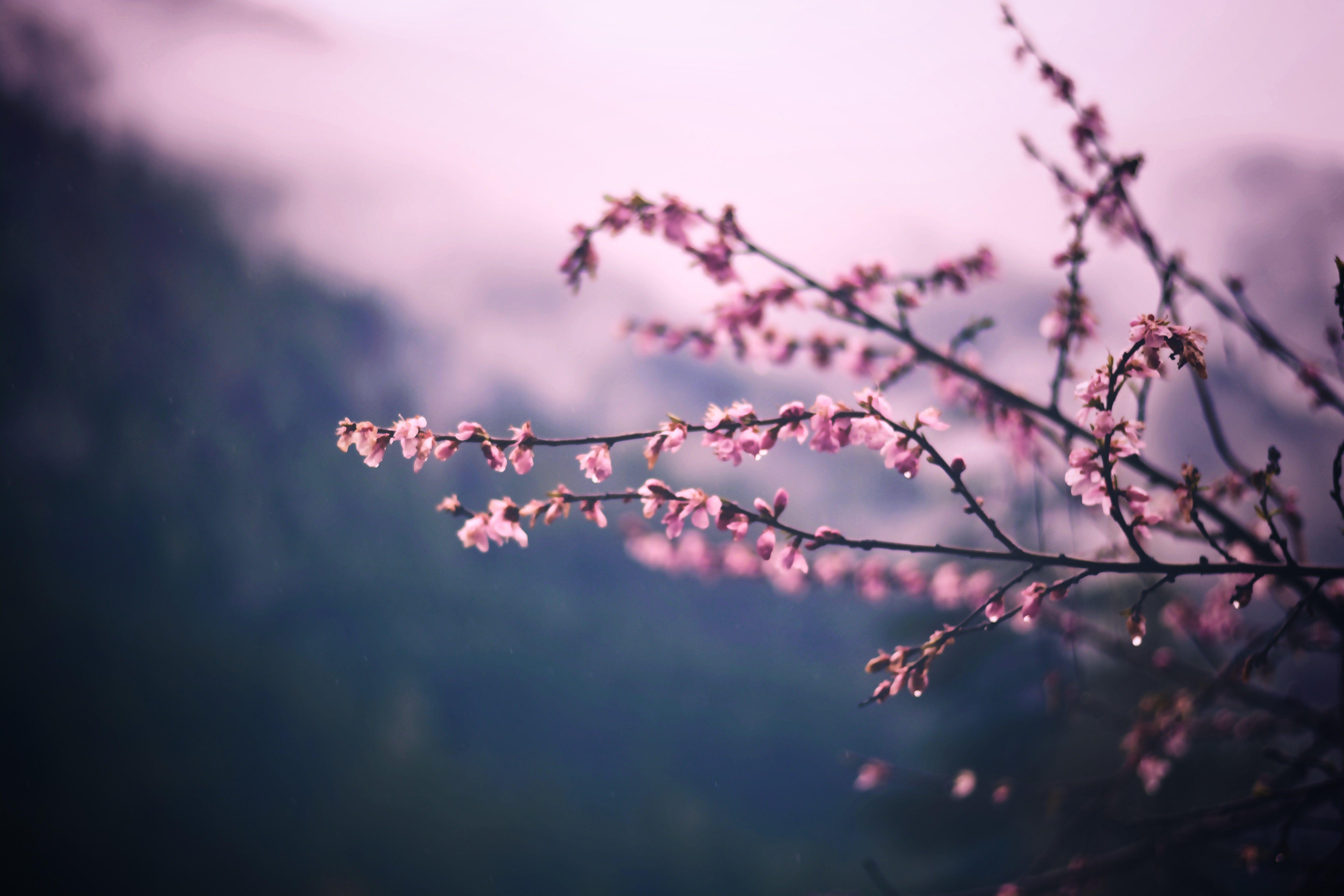 6000x4000 Cherry Blossoms Ps4 Anime Wallpaper