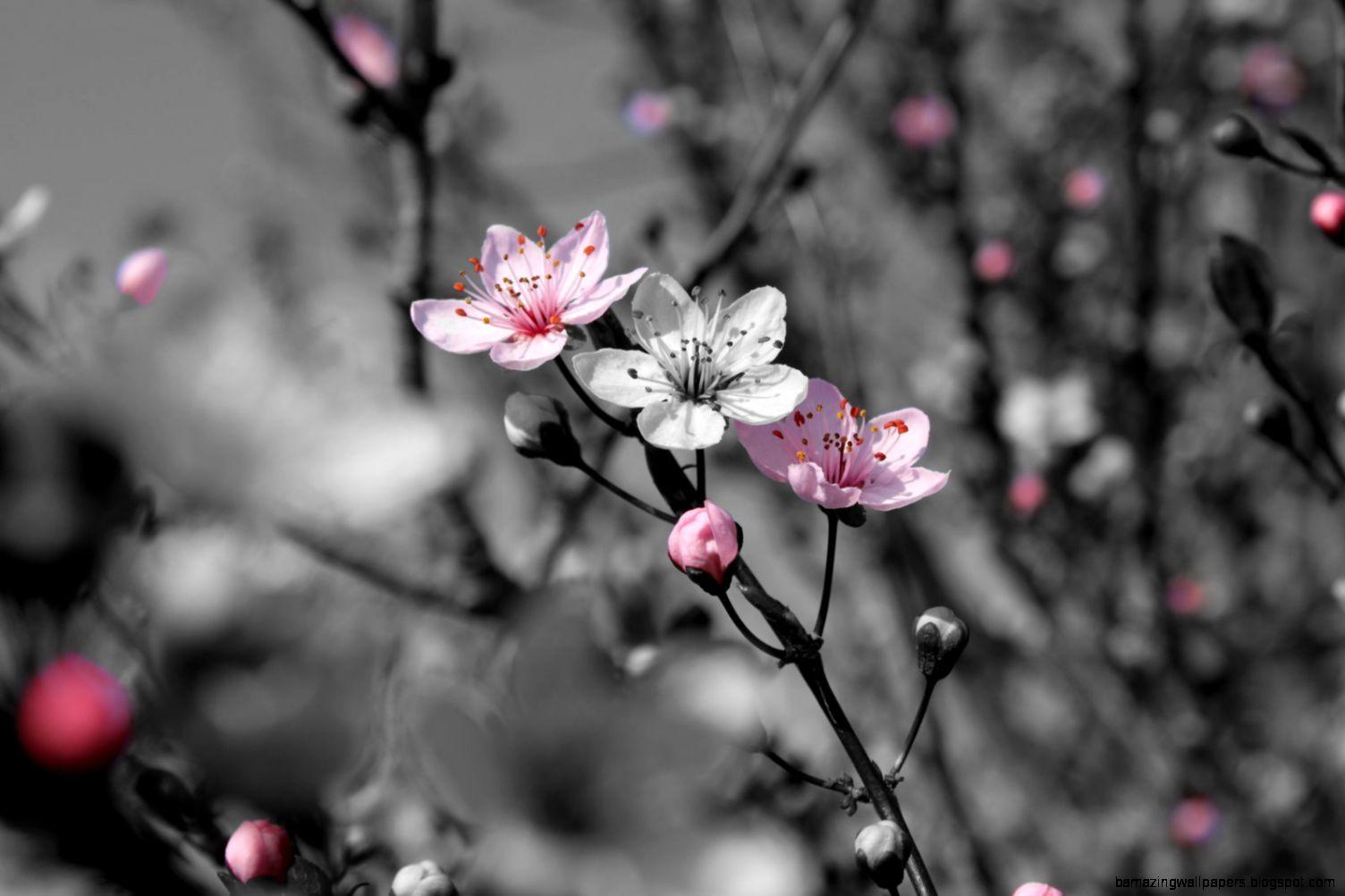 1504x1002 Black And White Nature Cherry Blossom Wallpaper