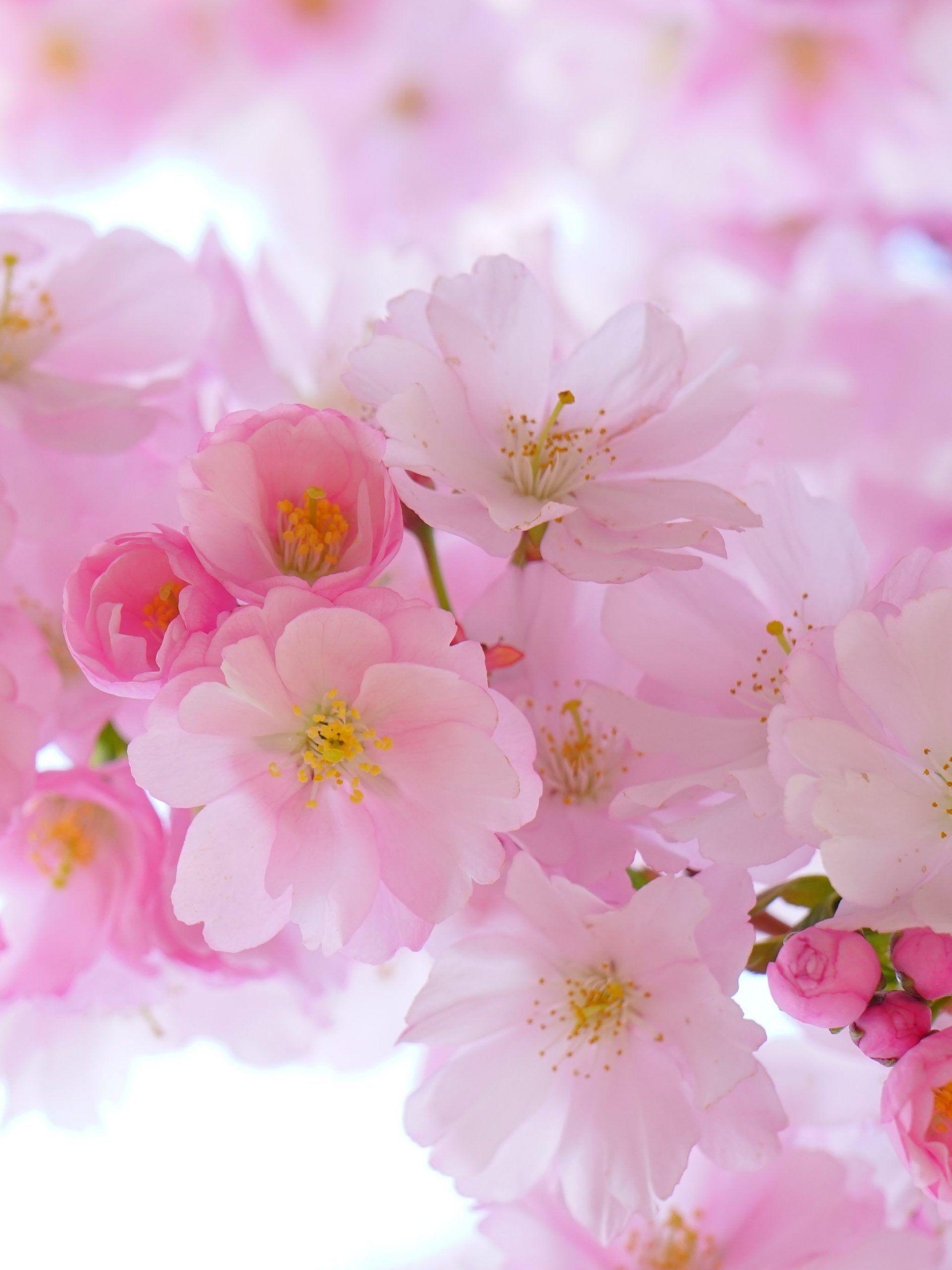 Dark Cherry Blossom Wallpapers - Top Free Dark Cherry Blossom ...