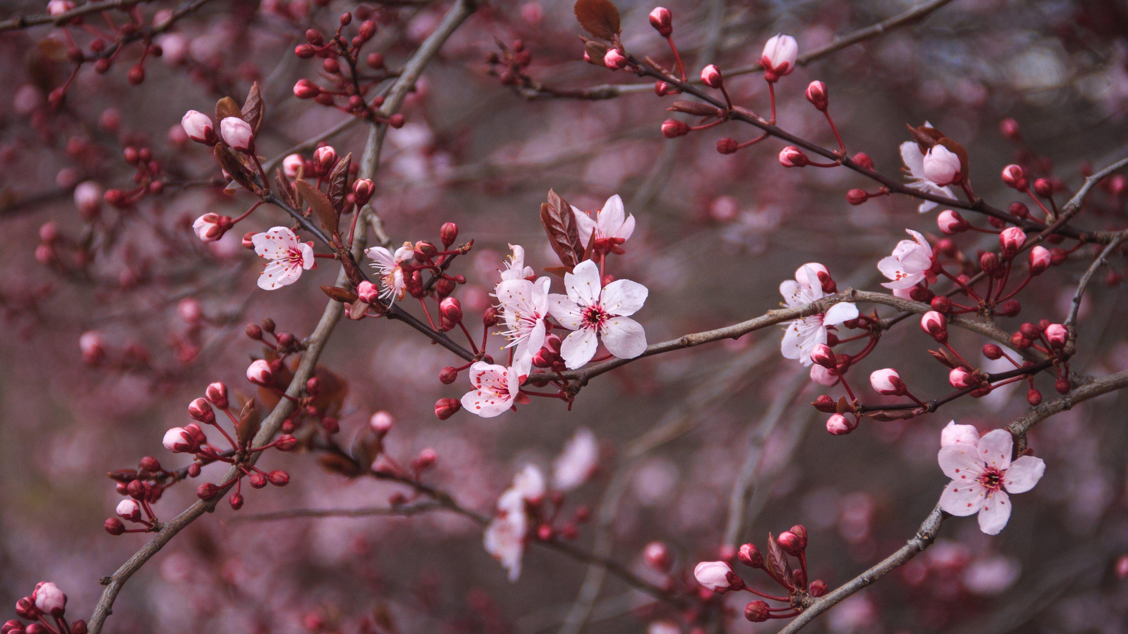 3840x2160 Cherry Blossom Cherry Blossoms 1080 Wallpaper & Background Download