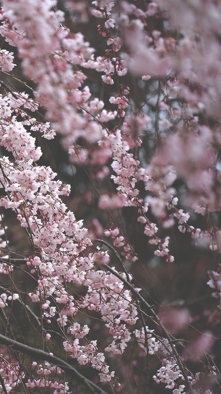 736x1308 BLOSSOM. iPhone Wallpaper ideas. iphone wallpaper, preppy wallpaper, iphone background
