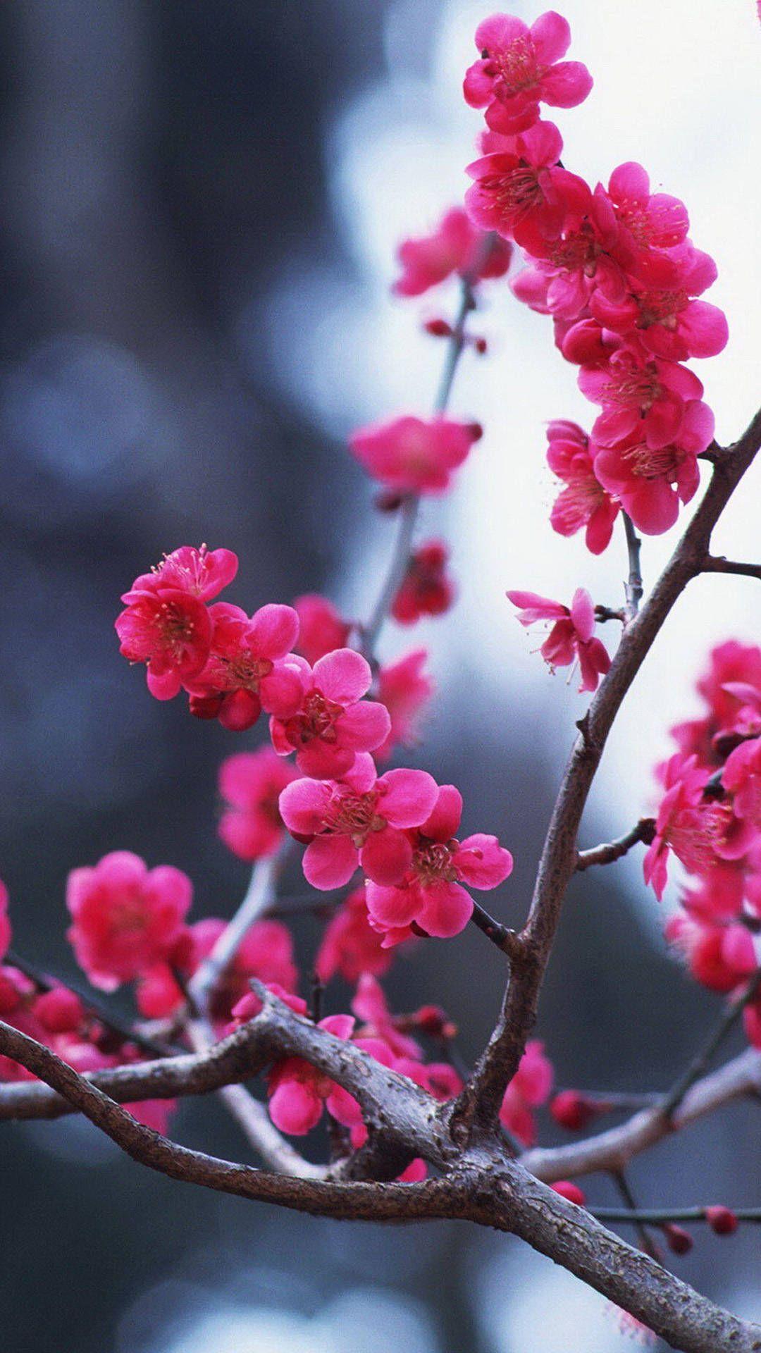 1080x1920 iPhone Flower Cherry Blossom Wallpaper HD