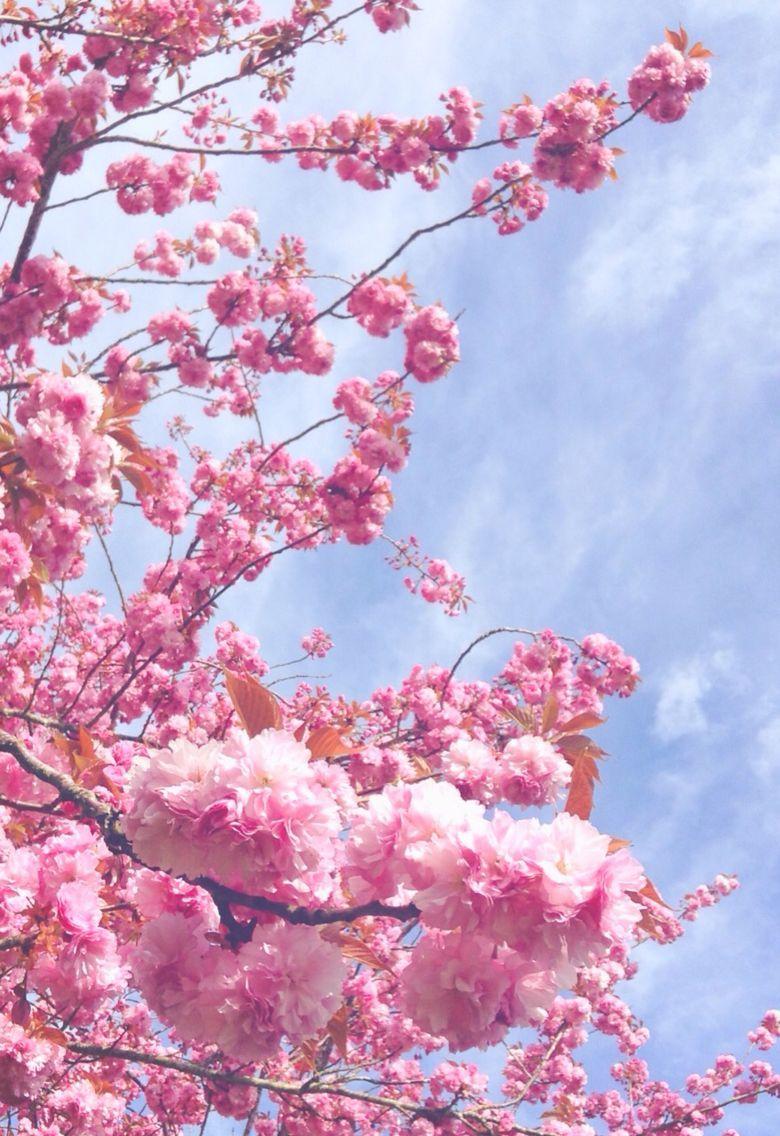 780x1136 Cherry blossoms. Cherry blossom wallpaper, Flower phone wallpaper, Flower aesthetic