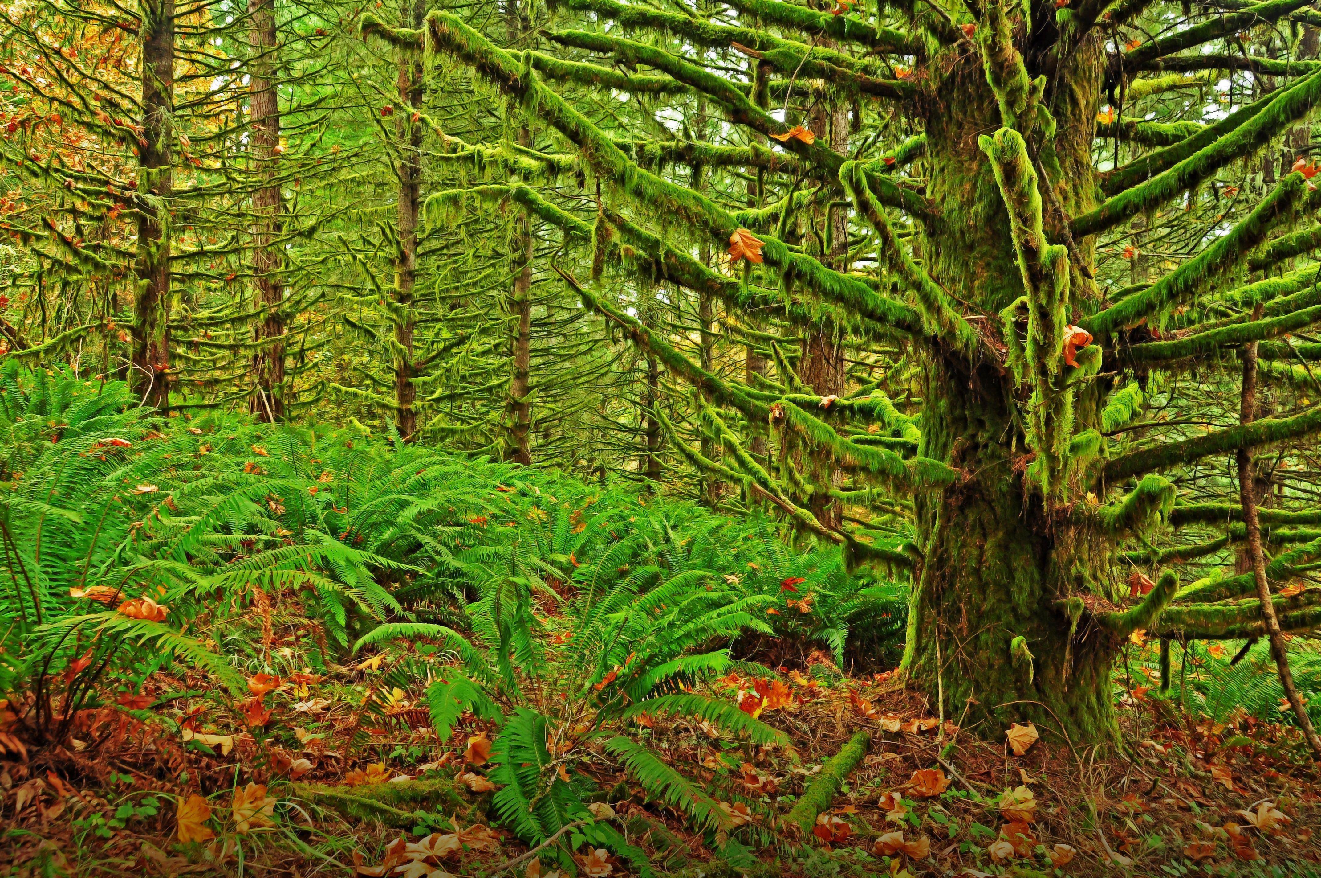 4288x2848 Free download Eugene Oregon moshisty forest landscape moss fern wallpaper background [4288x2848] for your Desktop, Mobile & Tablet. Explore Wallpaper Eugene Oregon. Wallpaper Eugene Oregon, Oregon Wallpaper, Oregon Wallpaper