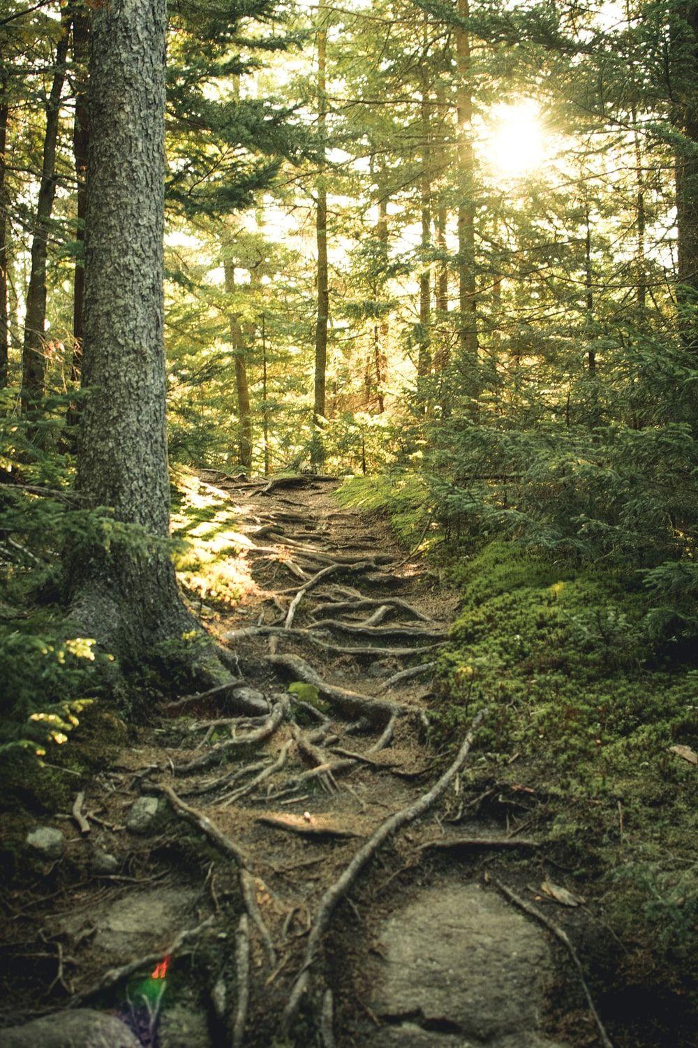 1000x1500 Adirondack Mountains Picture. Download Free Image