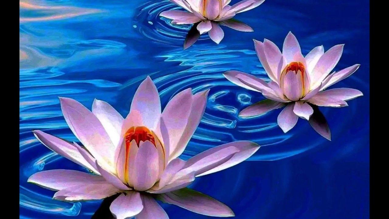 1280x720 Lotus Flower Wallpaper